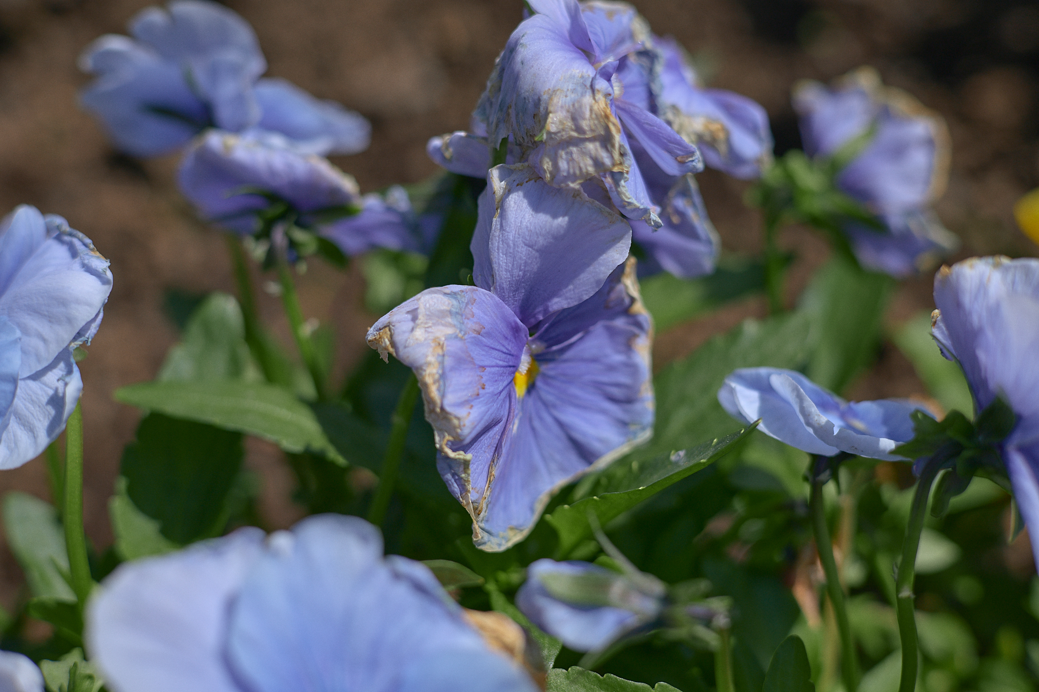 駅前花壇除草作業 ひたちなかベストライオンズクラブ 茨城 ひたちなか ライオンズクラブ