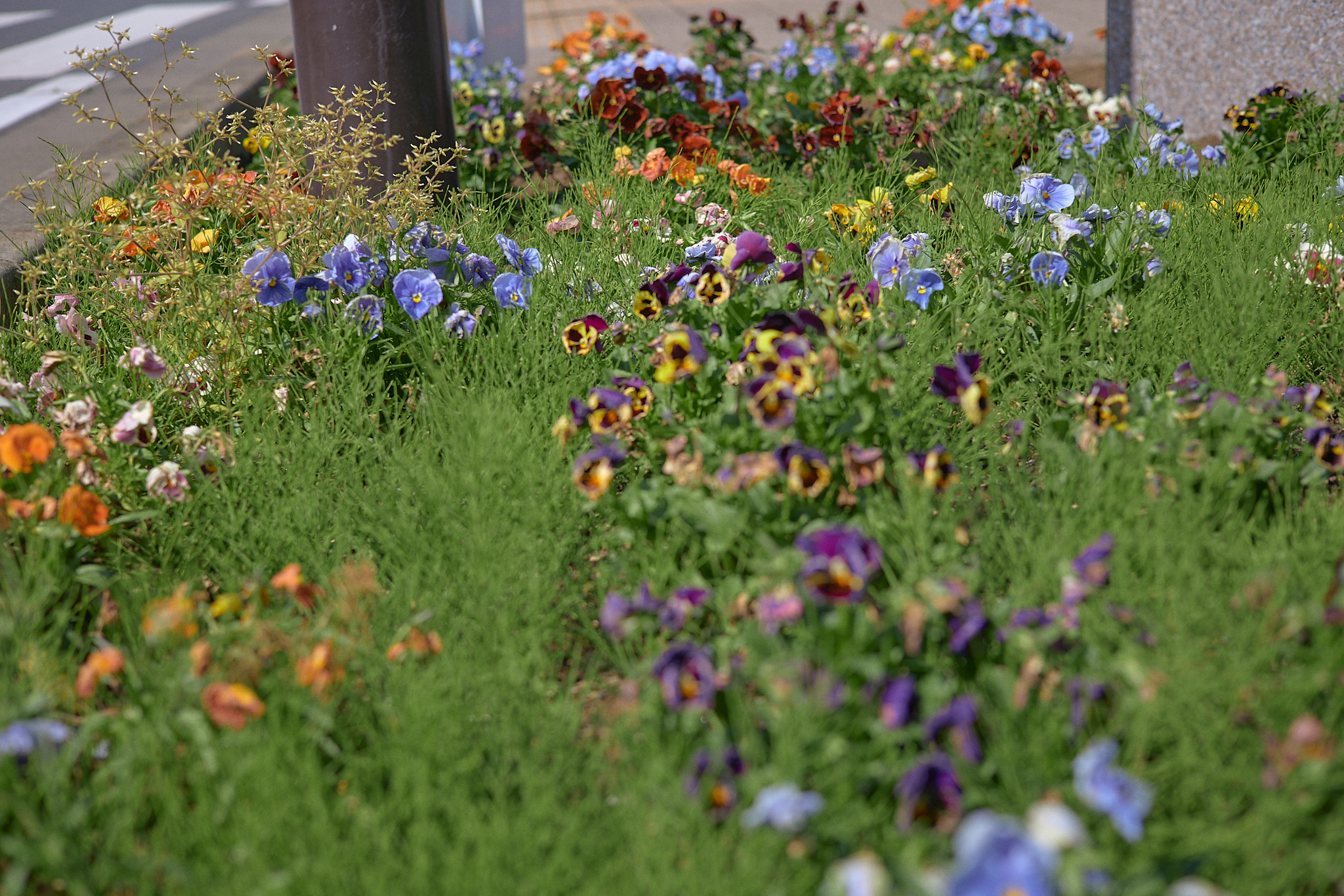 駅前花壇除草作業 ひたちなかベストライオンズクラブ 茨城 ひたちなか ライオンズクラブ
