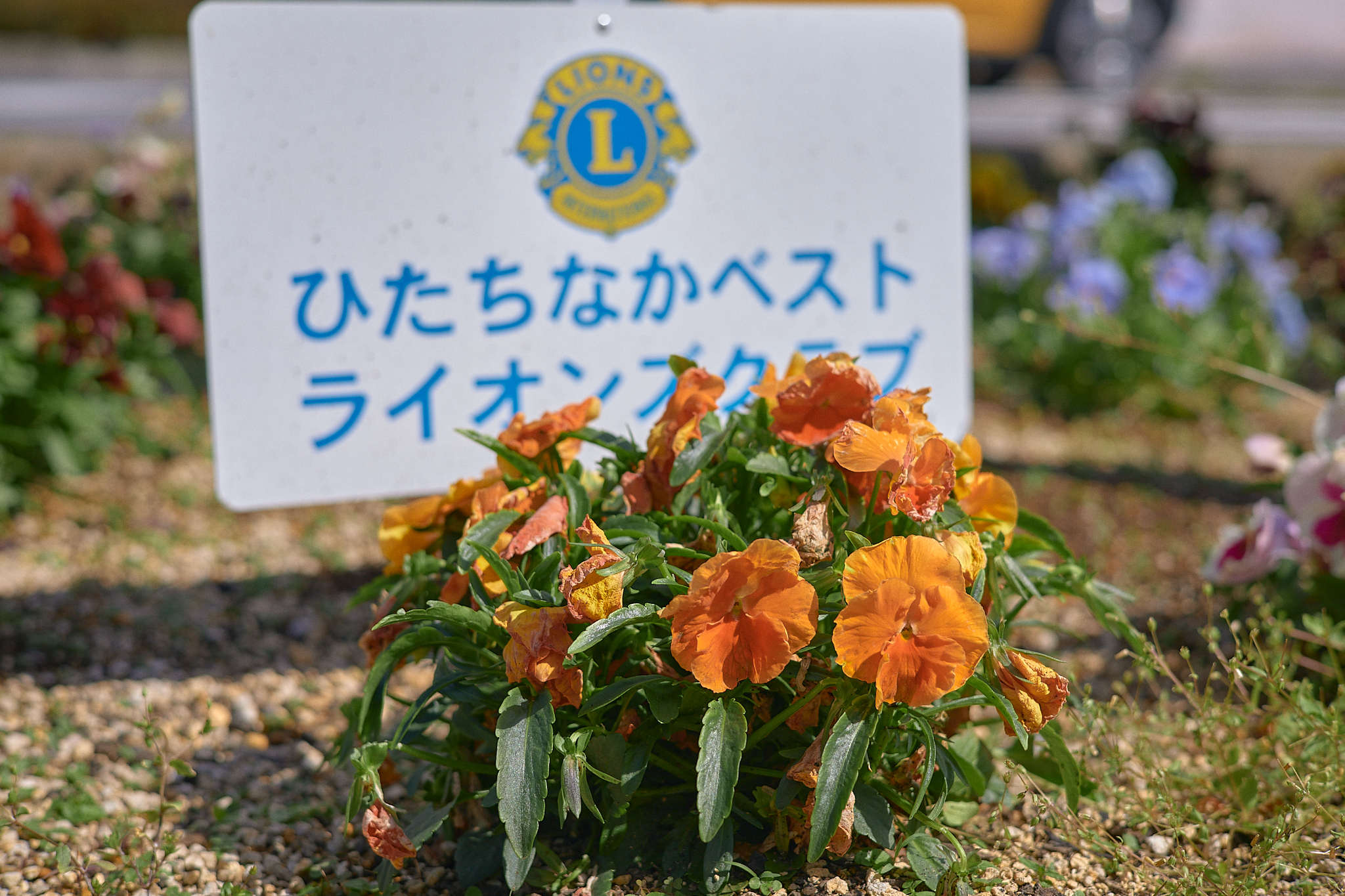駅前花壇除草作業 ひたちなかベストライオンズクラブ 茨城 ひたちなか ライオンズクラブ