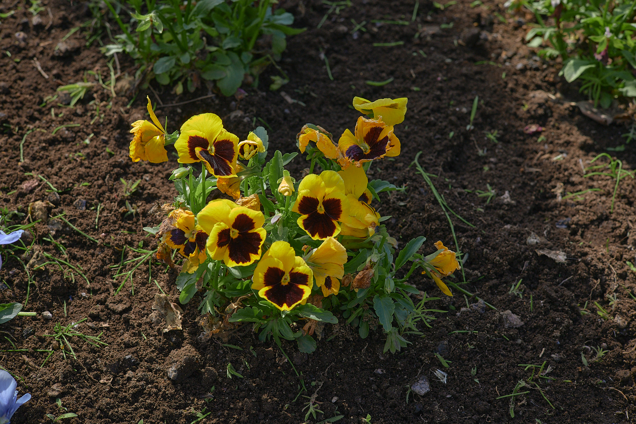 駅前花壇除草作業 ひたちなかベストライオンズクラブ 茨城 ひたちなか ライオンズクラブ