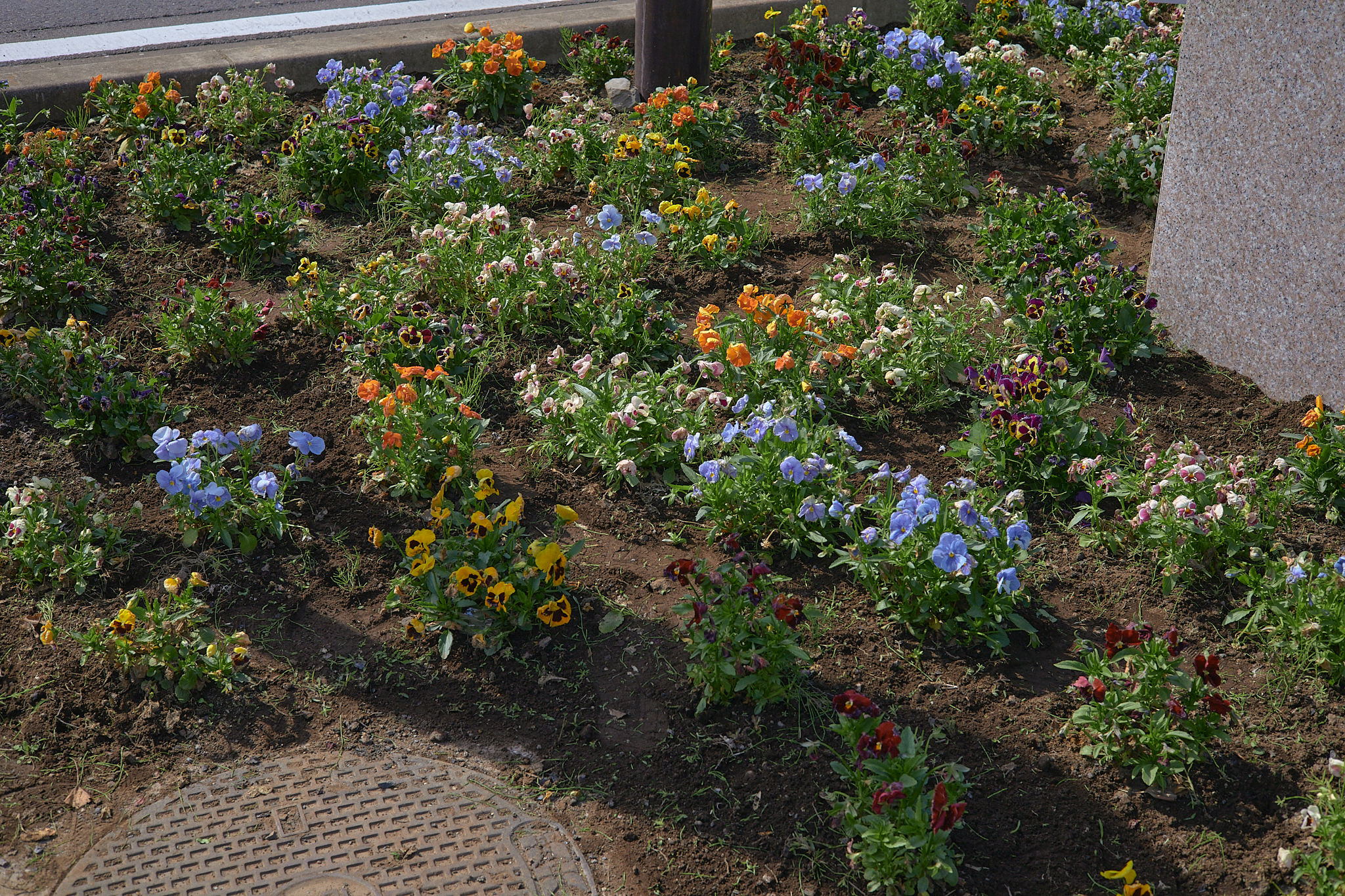 駅前花壇除草作業 ひたちなかベストライオンズクラブ 茨城 ひたちなか ライオンズクラブ