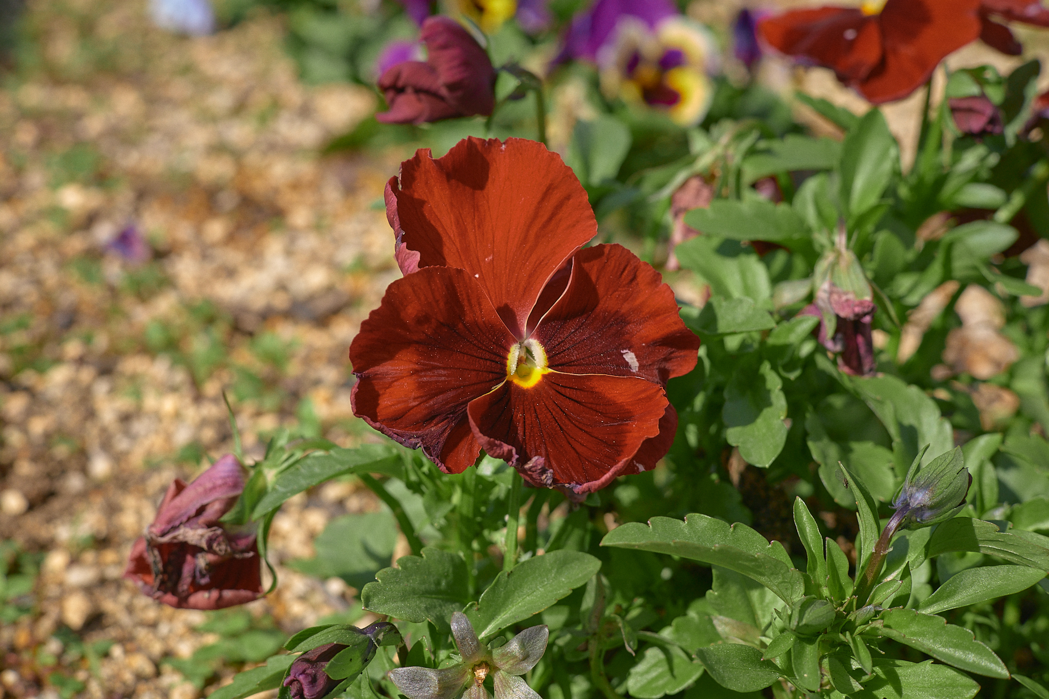 駅前花壇除草作業 ひたちなかベストライオンズクラブ 茨城 ひたちなか ライオンズクラブ