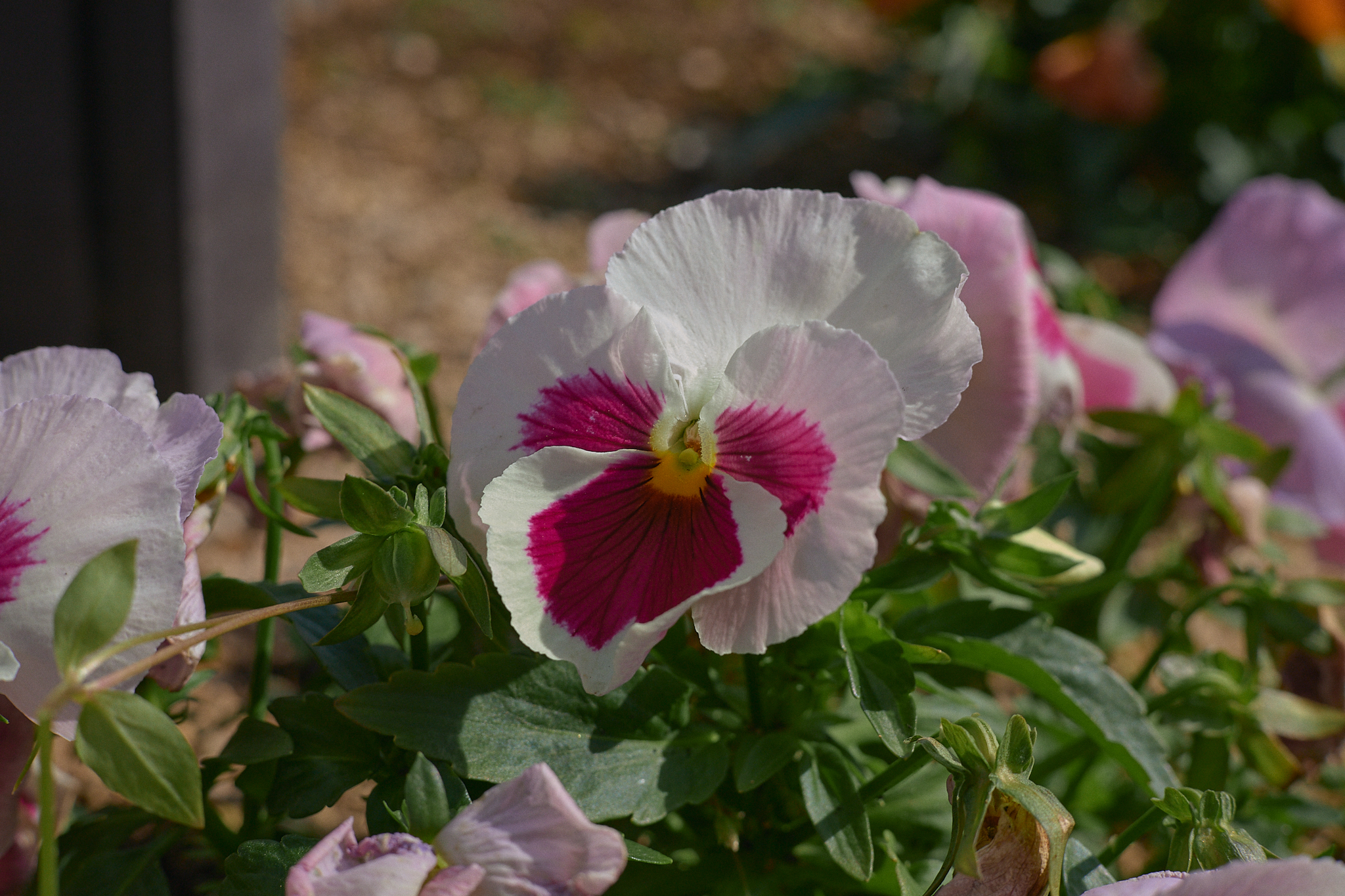 駅前花壇除草作業 ひたちなかベストライオンズクラブ 茨城 ひたちなか ライオンズクラブ
