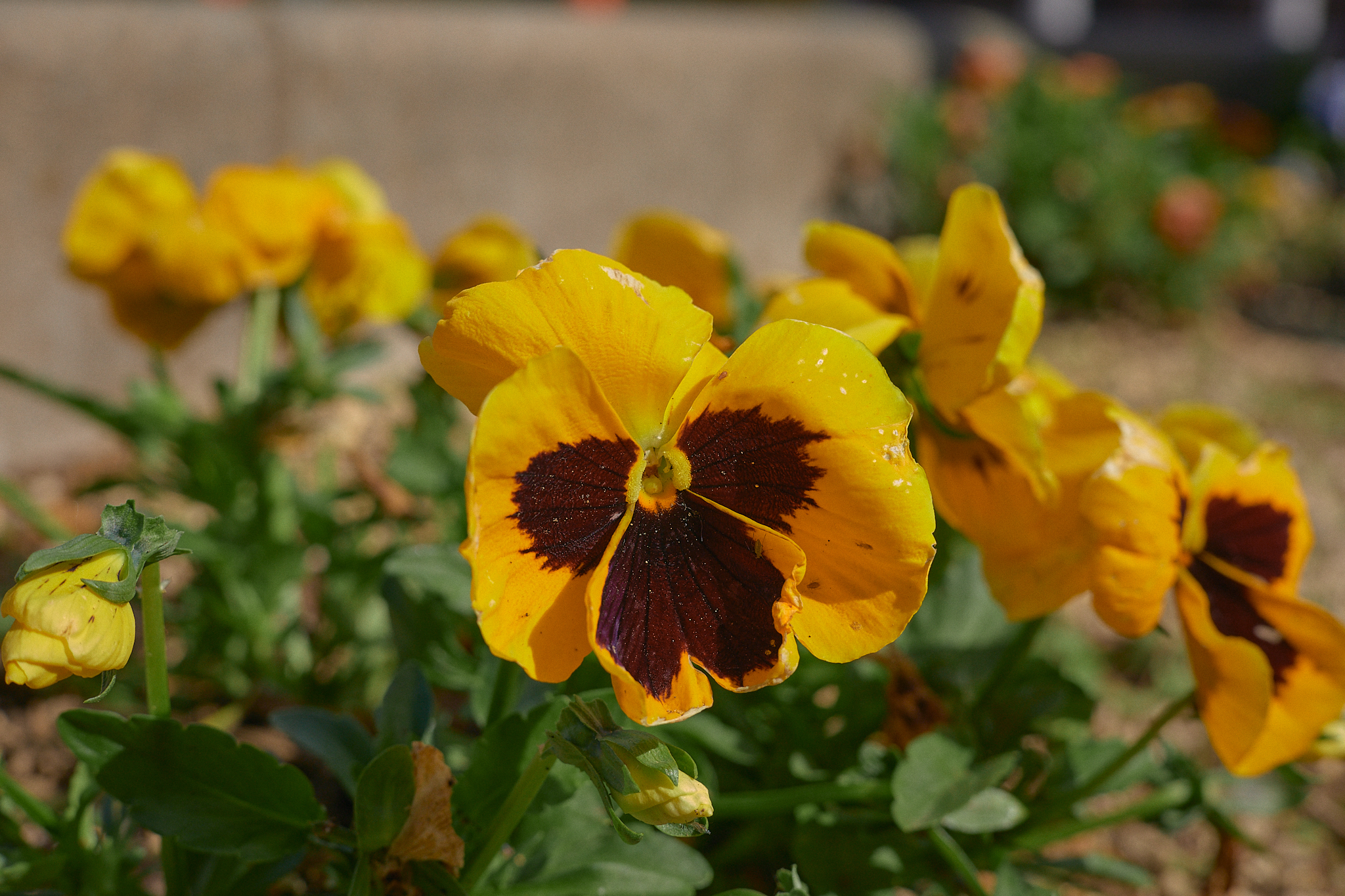駅前花壇除草作業 ひたちなかベストライオンズクラブ 茨城 ひたちなか ライオンズクラブ