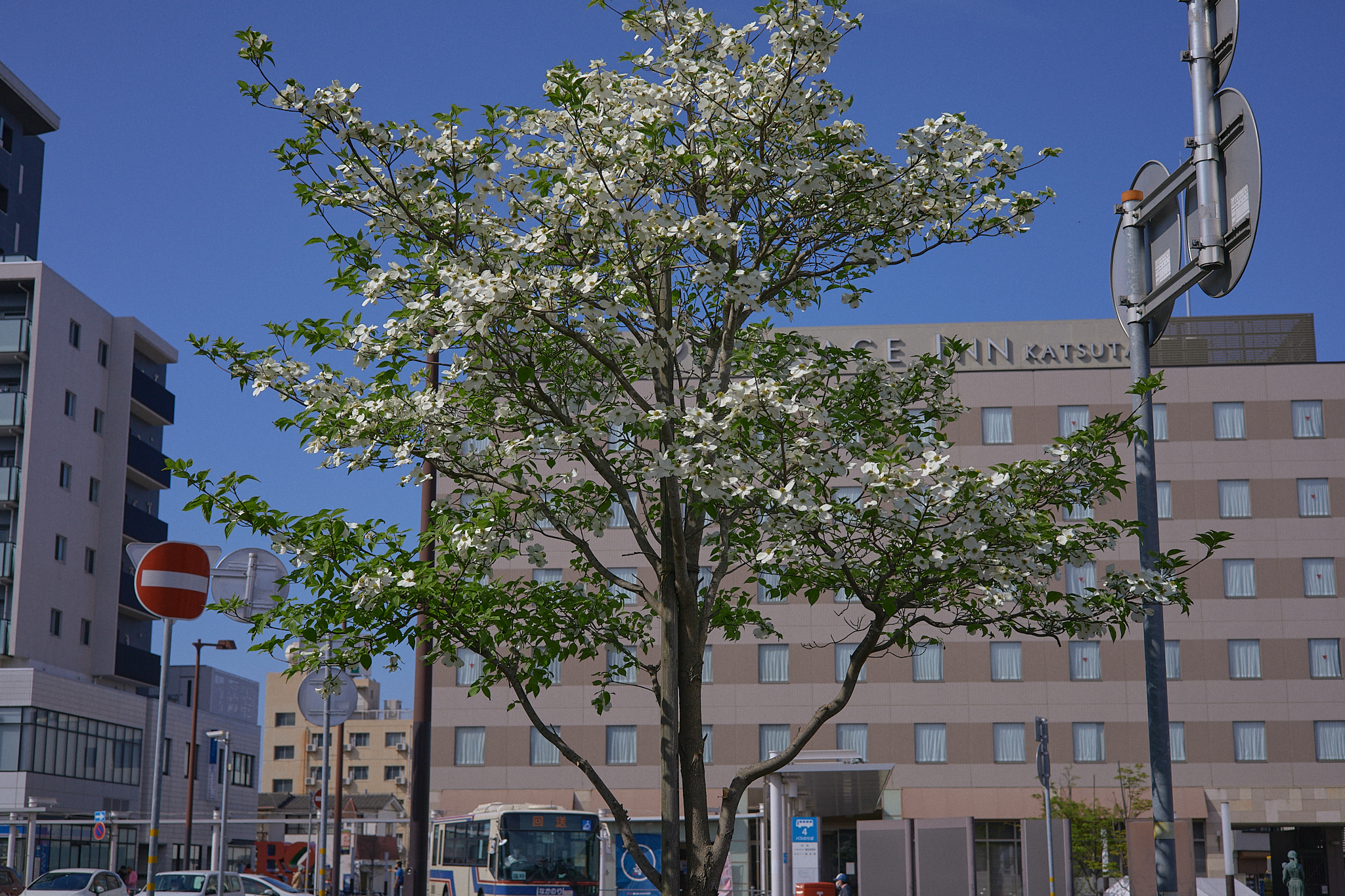 駅前花壇除草作業 ひたちなかベストライオンズクラブ 茨城 ひたちなか ライオンズクラブ