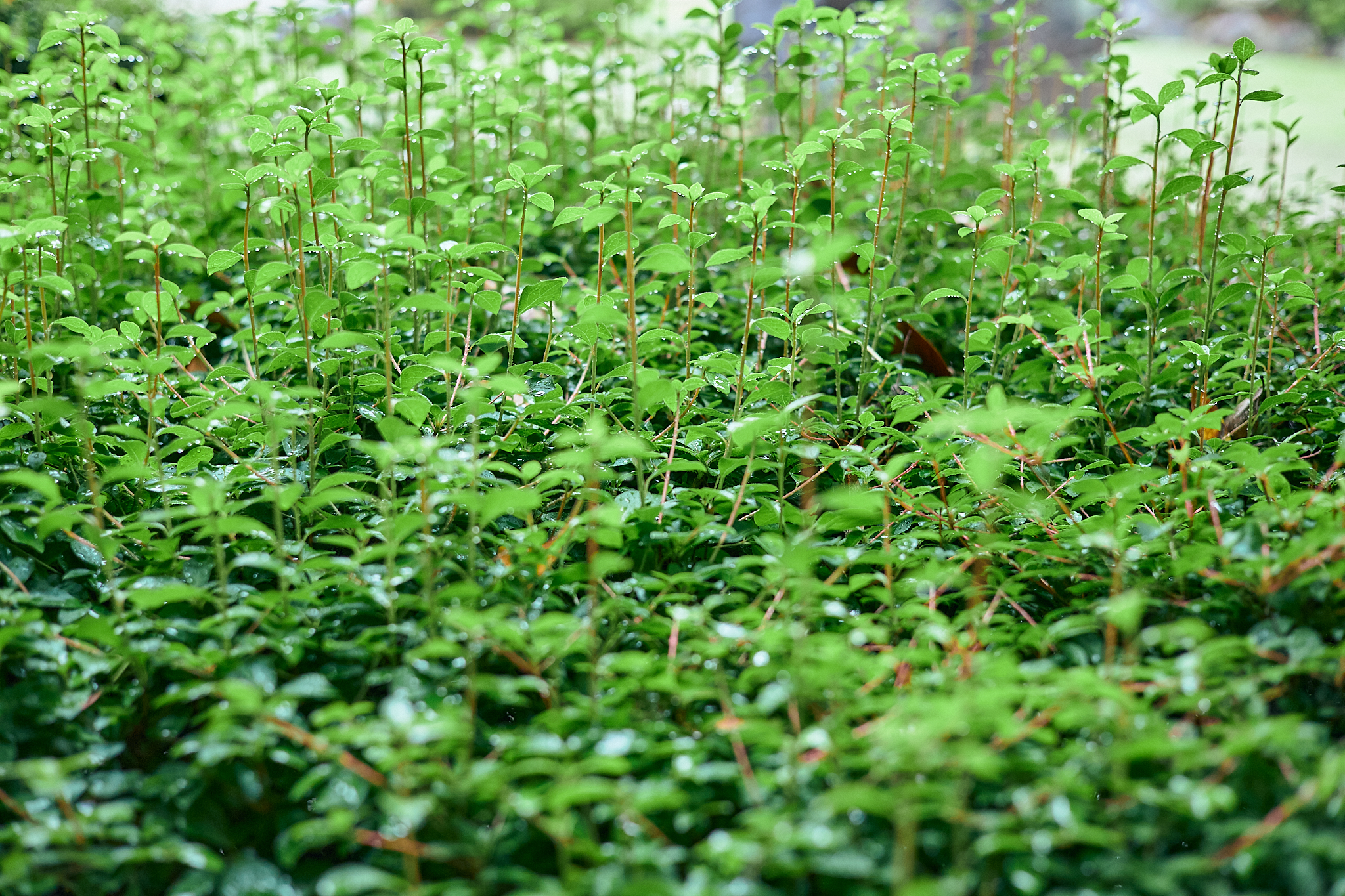 献血事業 ひたちなかベストライオンズクラブ