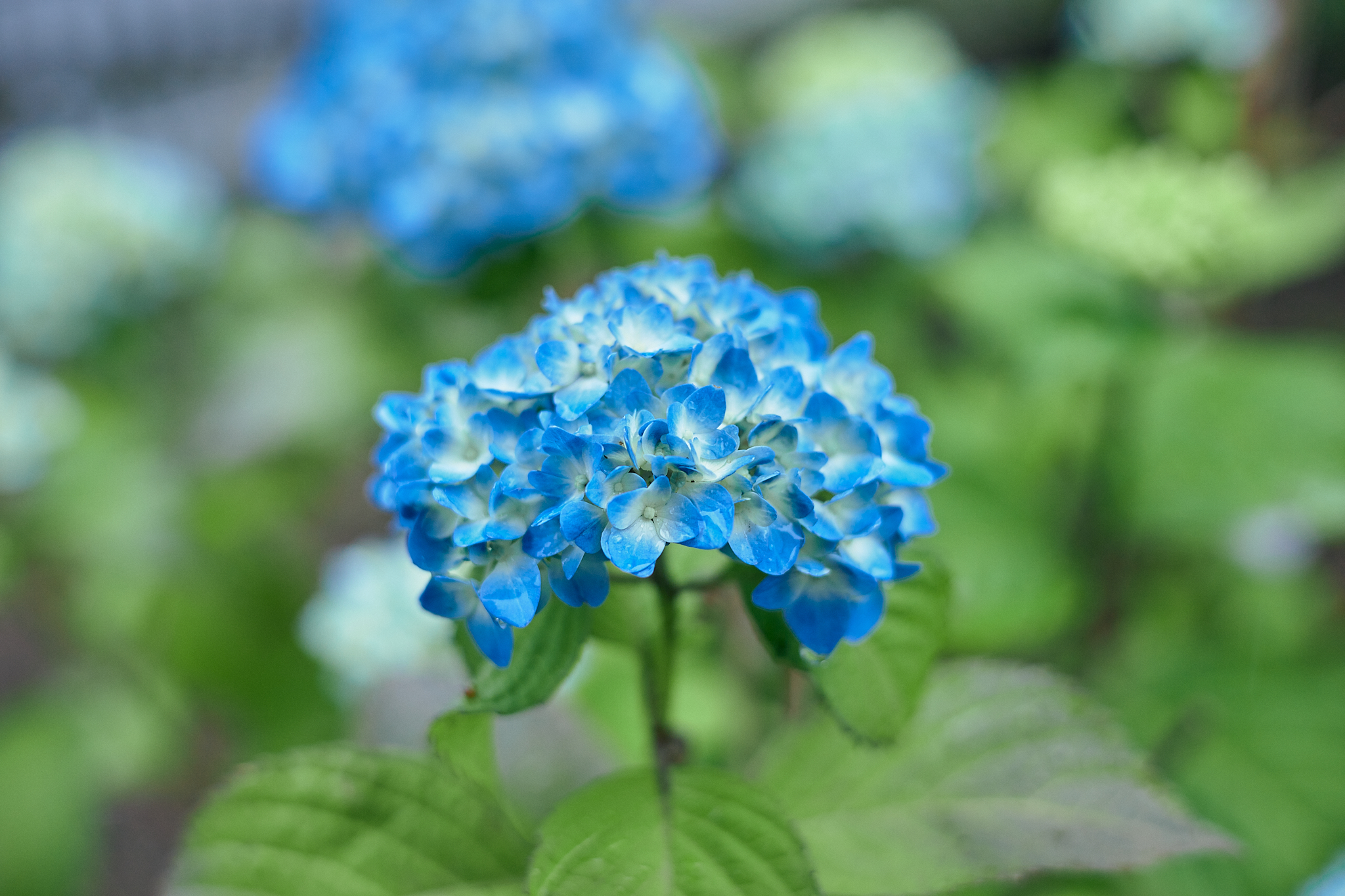 献血事業 ひたちなかベストライオンズクラブ