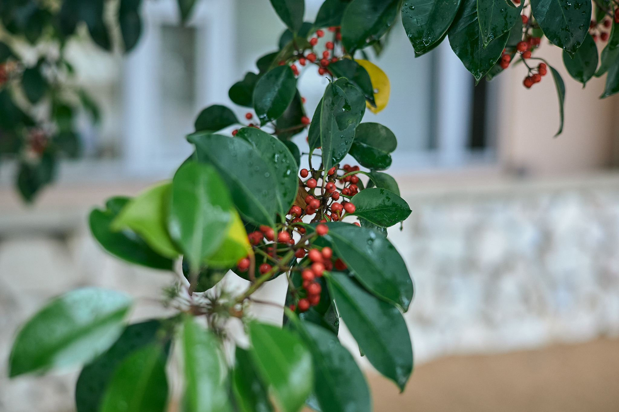献血事業 ひたちなかベストライオンズクラブ