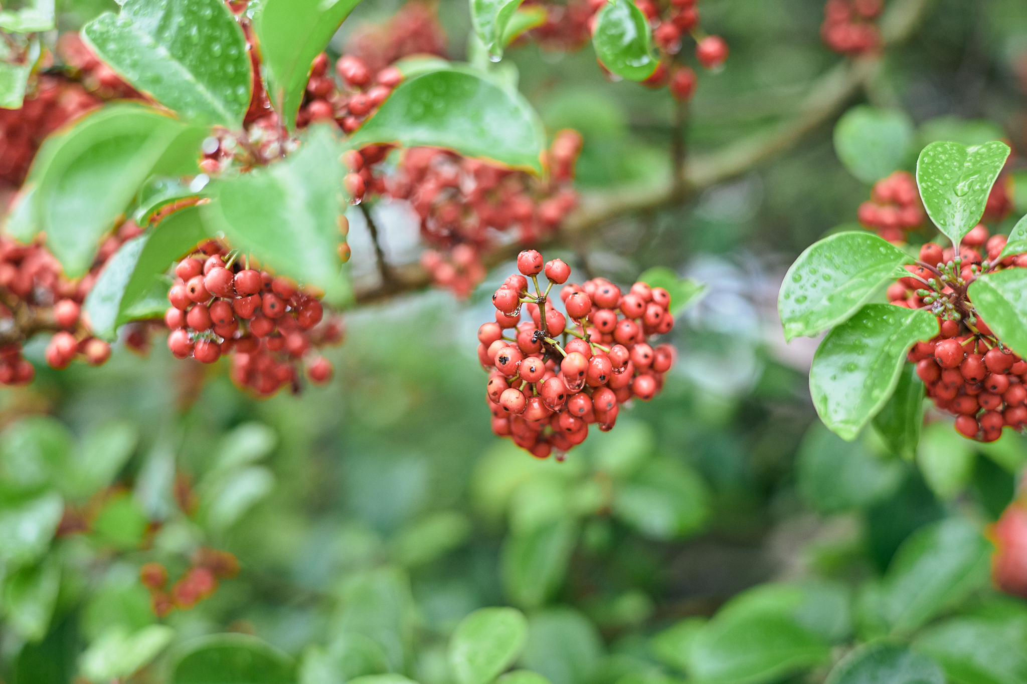 献血事業 ひたちなかベストライオンズクラブ
