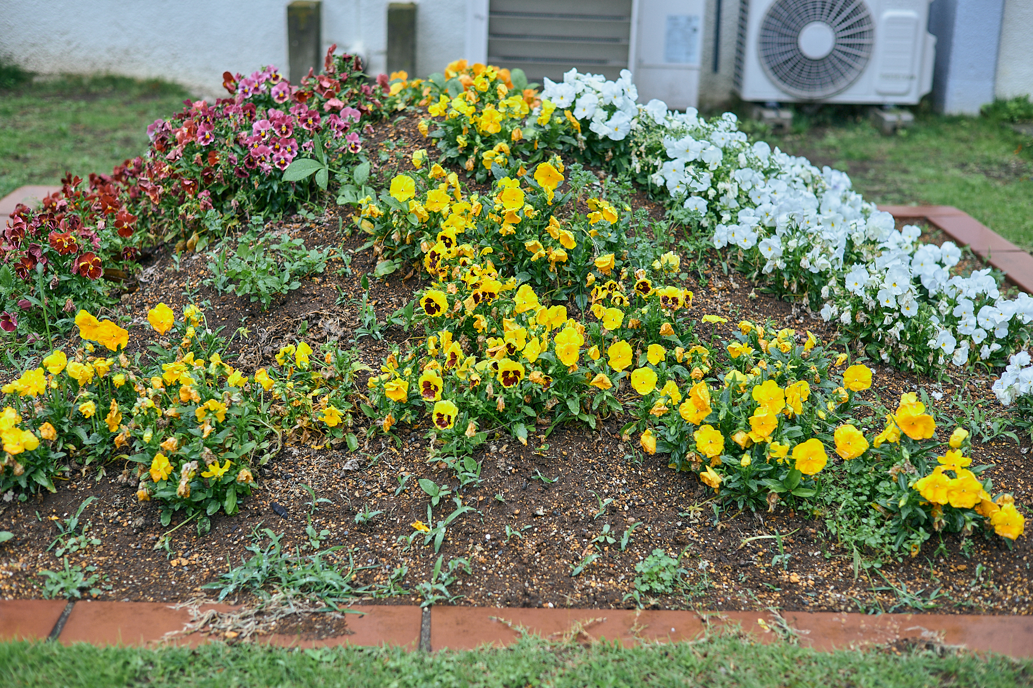 献血事業 ひたちなかベストライオンズクラブ