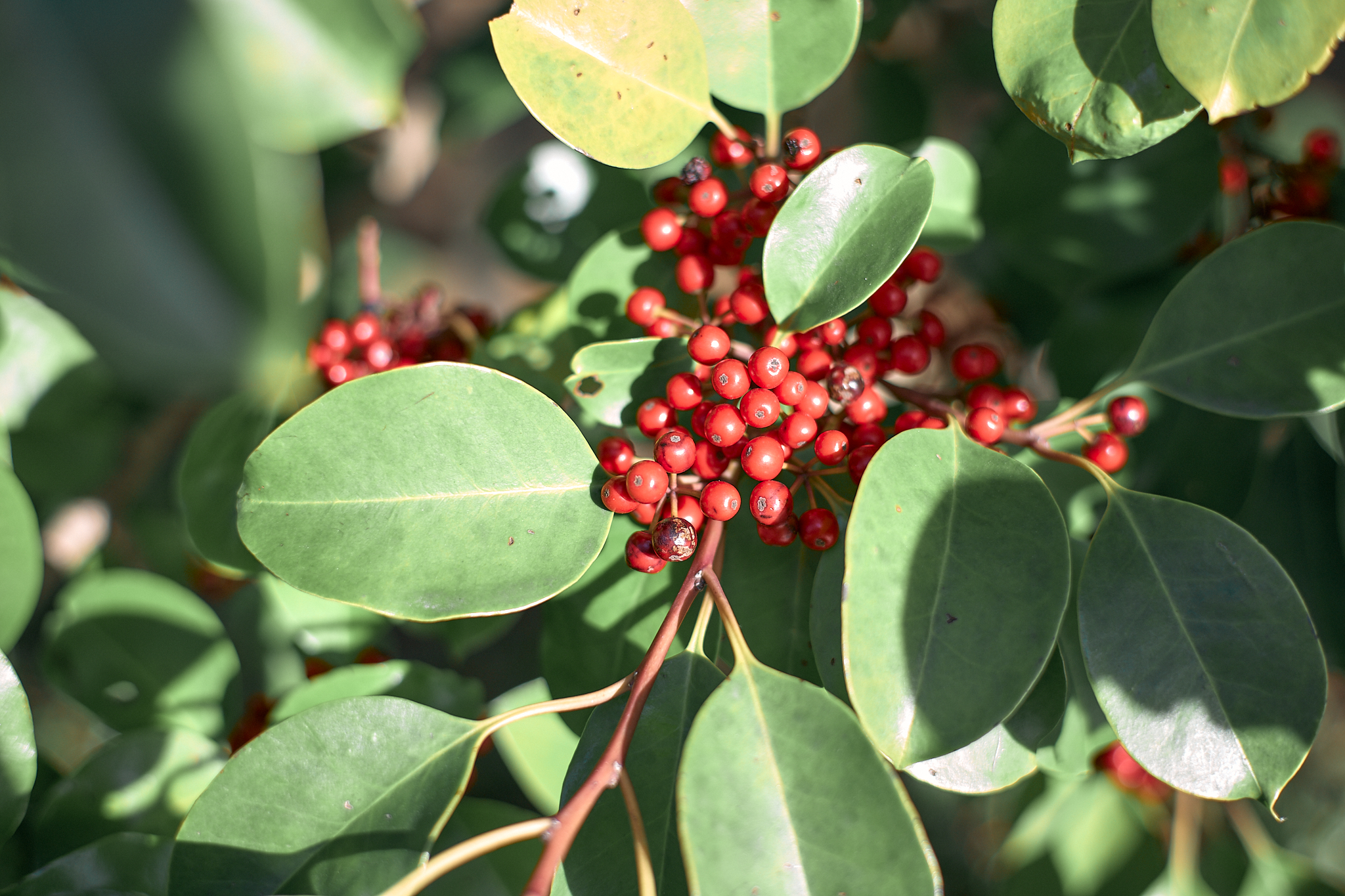 献血事業 ひたちなかベストライオンズクラブ