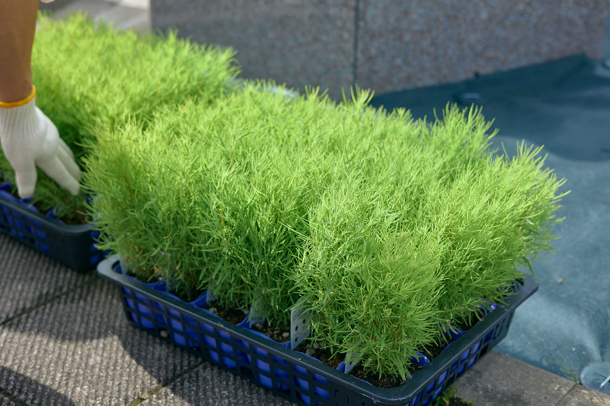 勝田駅前花壇コキア植栽作業 ひたちなかベストライオンズクラブ 茨城