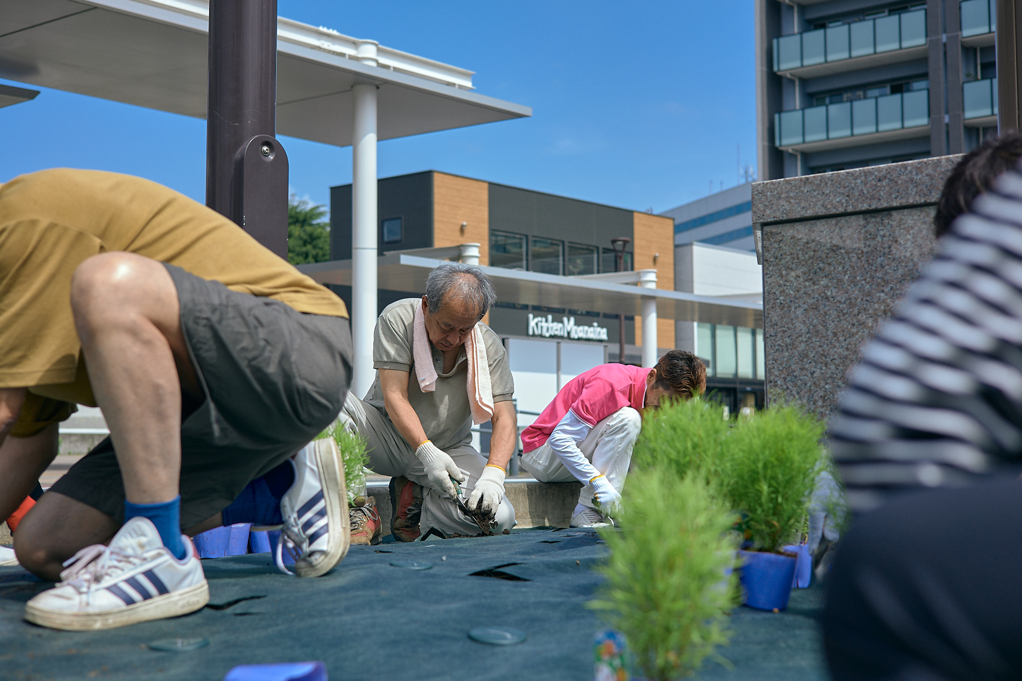 勝田駅前花壇コキア植栽作業 ひたちなかベストライオンズクラブ 茨城