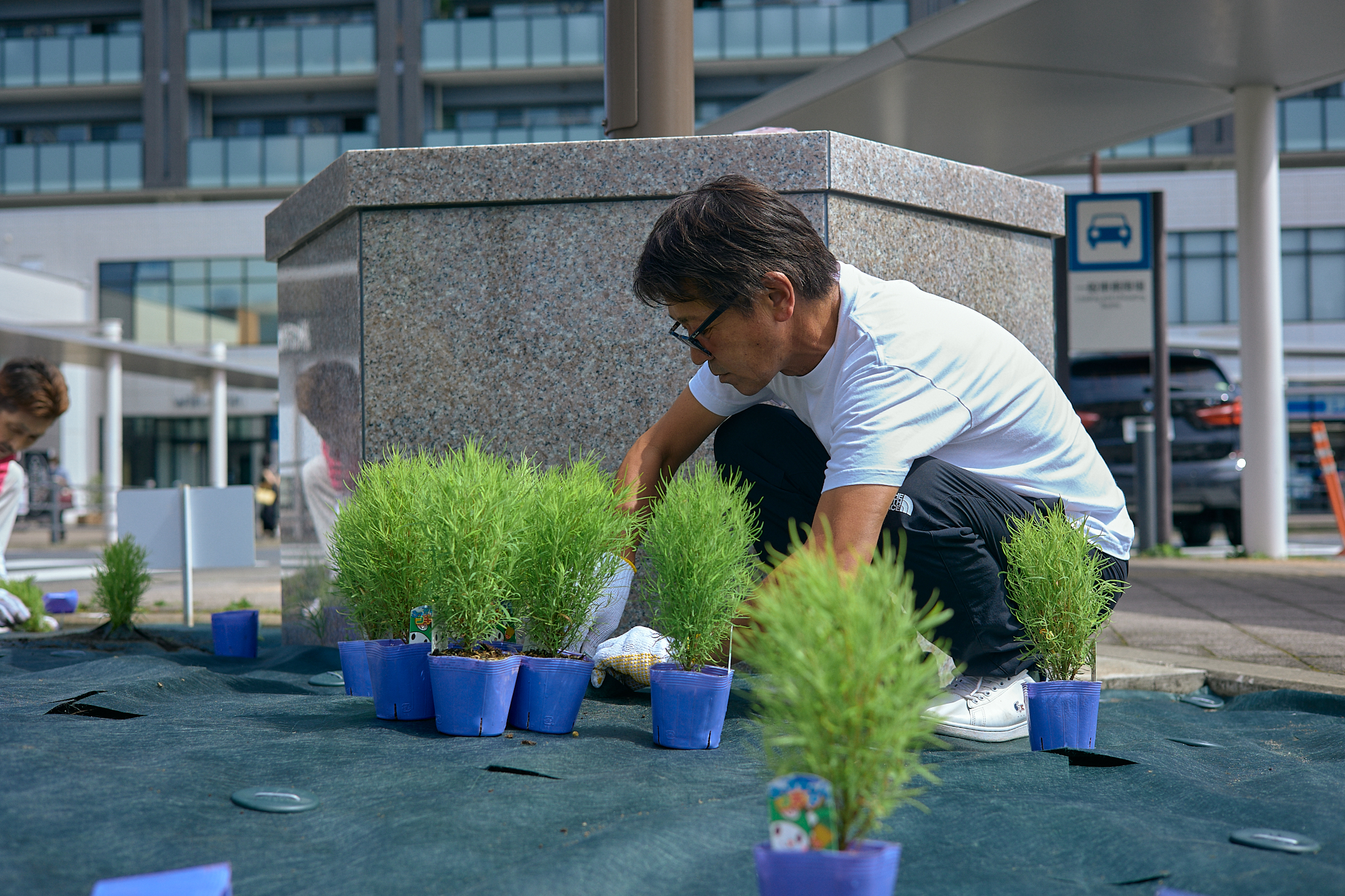 勝田駅前花壇コキア植栽作業 ひたちなかベストライオンズクラブ 茨城