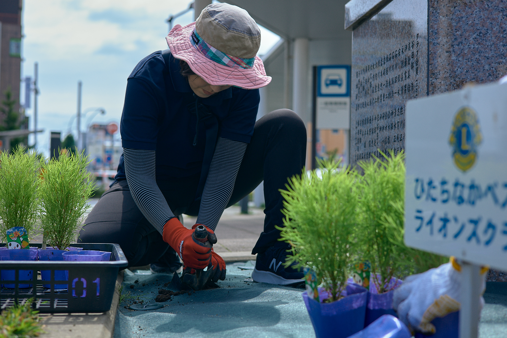 勝田駅前花壇コキア植栽作業 ひたちなかベストライオンズクラブ 茨城