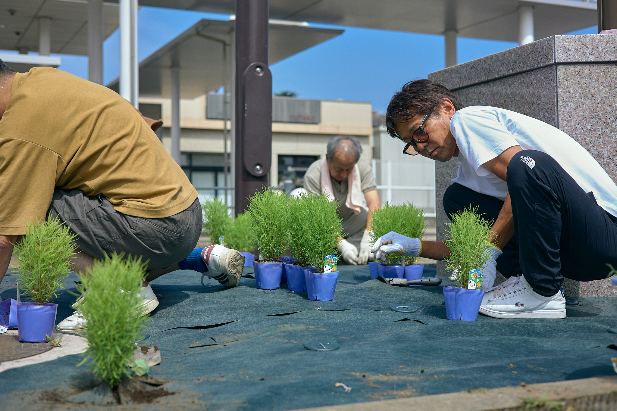 勝田駅前花壇コキア植栽作業 ひたちなかベストライオンズクラブ 茨城
