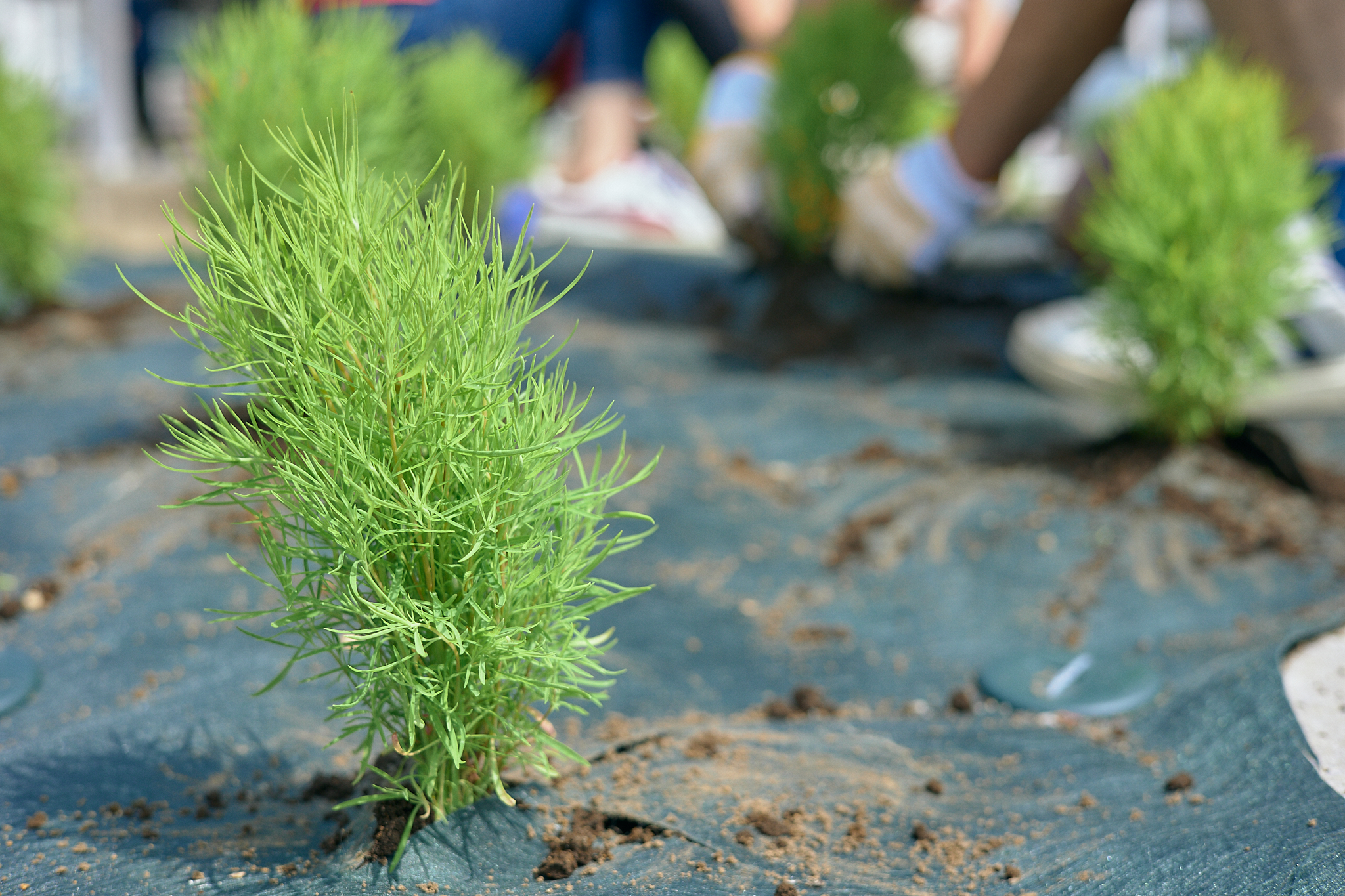 勝田駅前花壇コキア植栽作業 ひたちなかベストライオンズクラブ 茨城