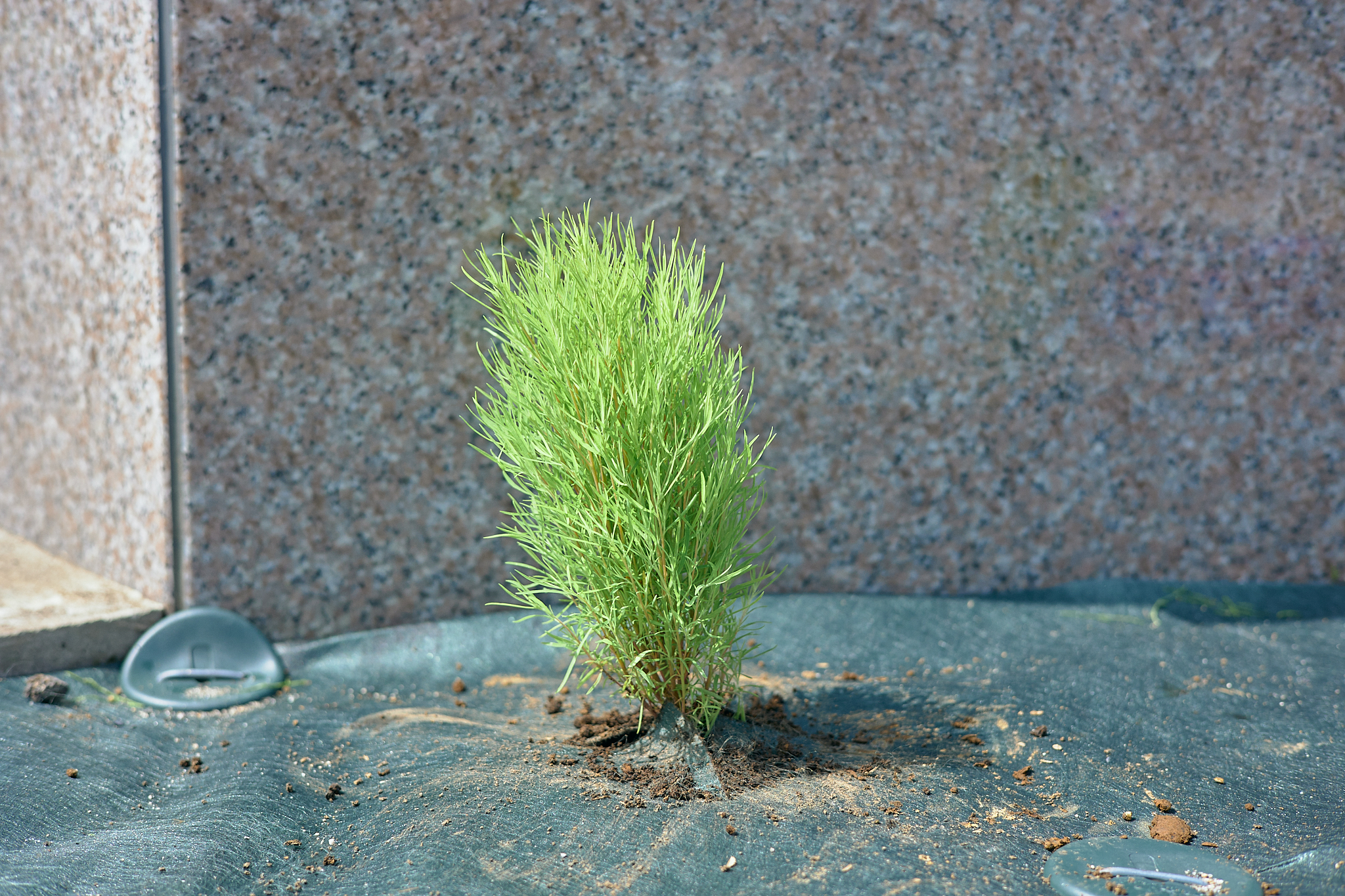 勝田駅前花壇コキア植栽作業 ひたちなかベストライオンズクラブ 茨城