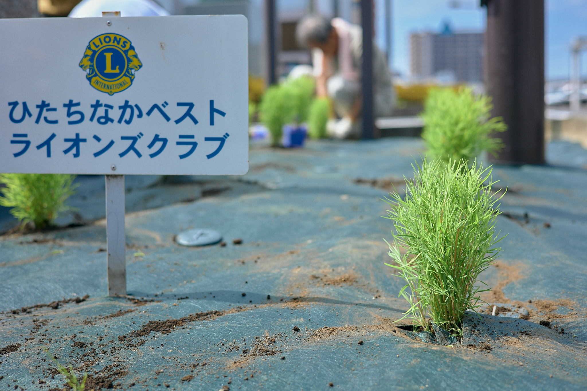 勝田駅前花壇コキア植栽作業 ひたちなかベストライオンズクラブ 茨城