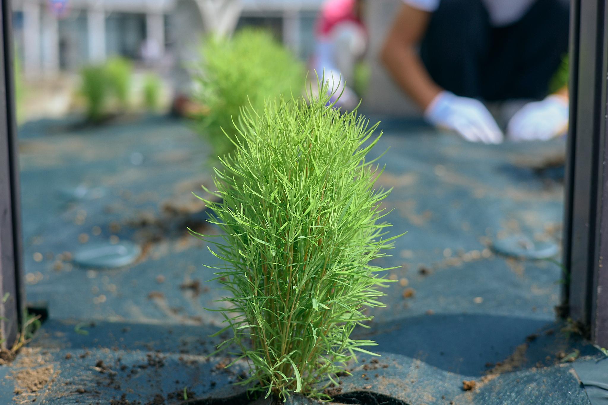 勝田駅前花壇コキア植栽作業 ひたちなかベストライオンズクラブ 茨城