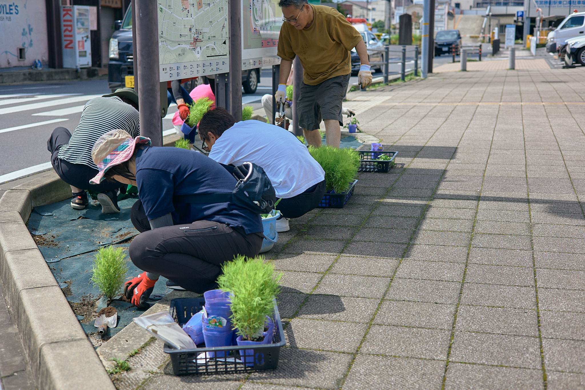 勝田駅前花壇コキア植栽作業 ひたちなかベストライオンズクラブ 茨城