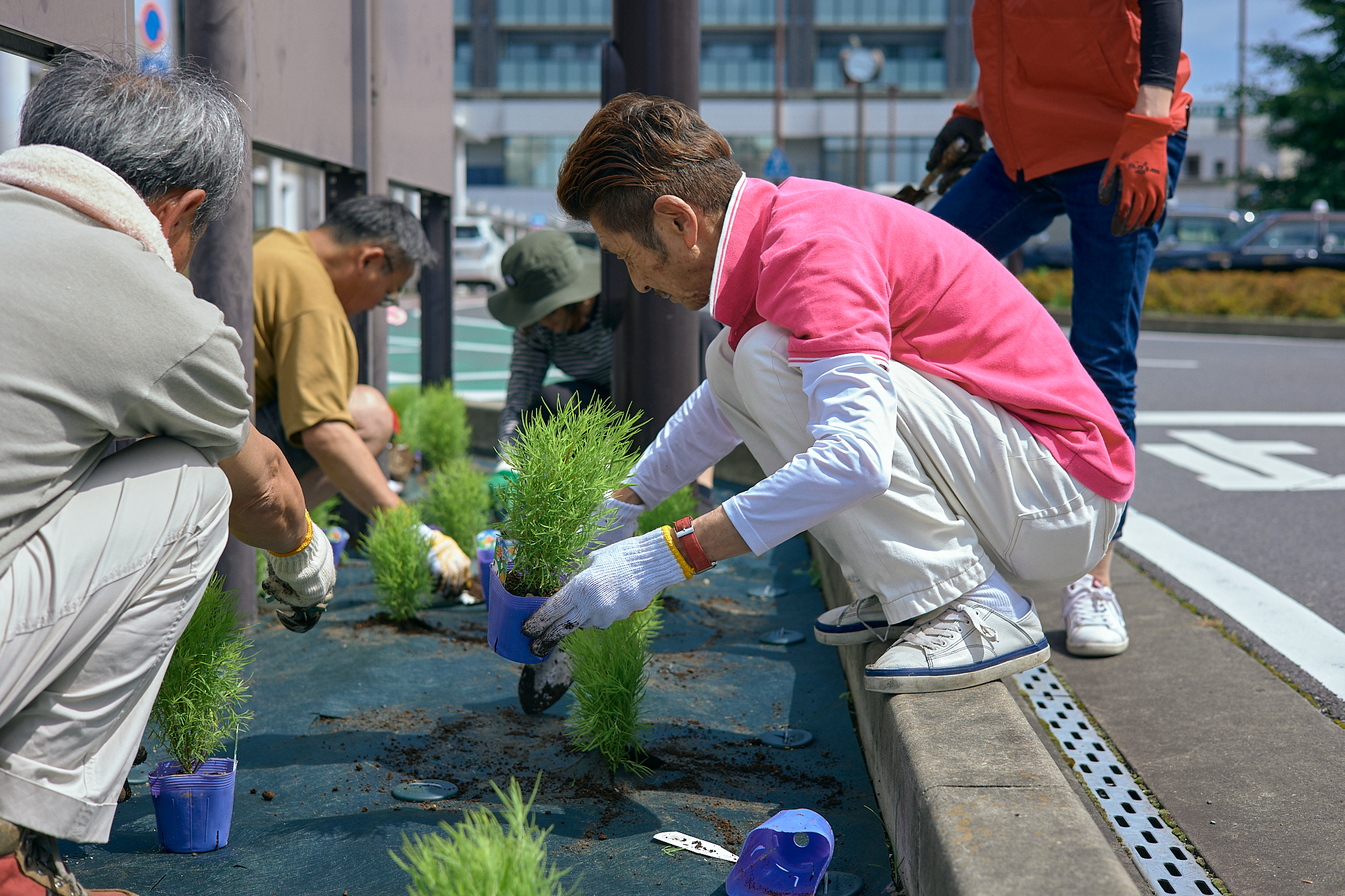 勝田駅前花壇コキア植栽作業 ひたちなかベストライオンズクラブ 茨城