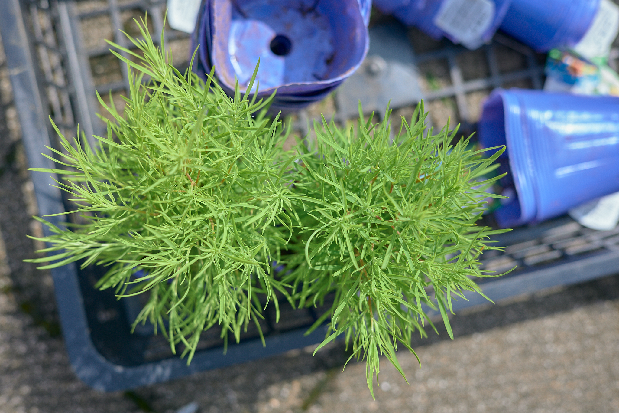 勝田駅前花壇コキア植栽作業 ひたちなかベストライオンズクラブ 茨城