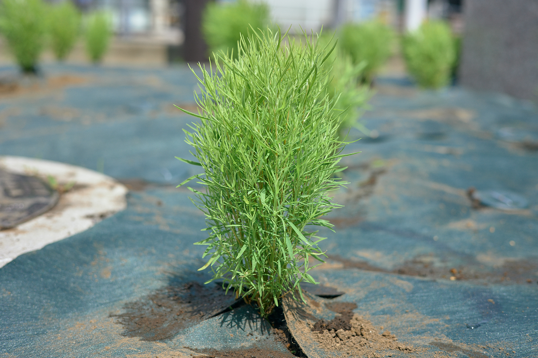 勝田駅前花壇コキア植栽作業 ひたちなかベストライオンズクラブ 茨城