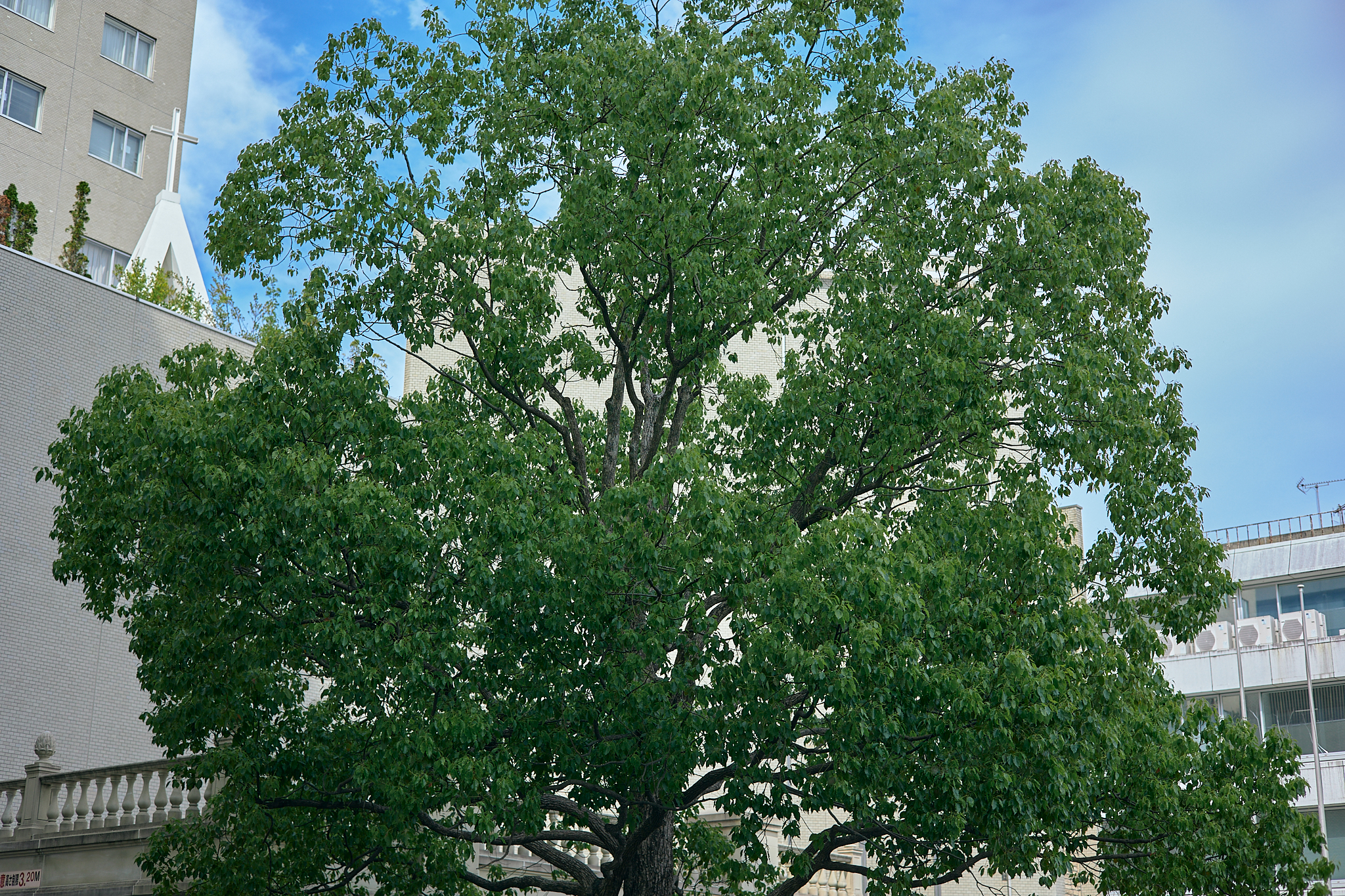 公益財団法人茨城県アイバンク設立40周年記念式典 ひたちなかベストライオンズクラブ 茨城