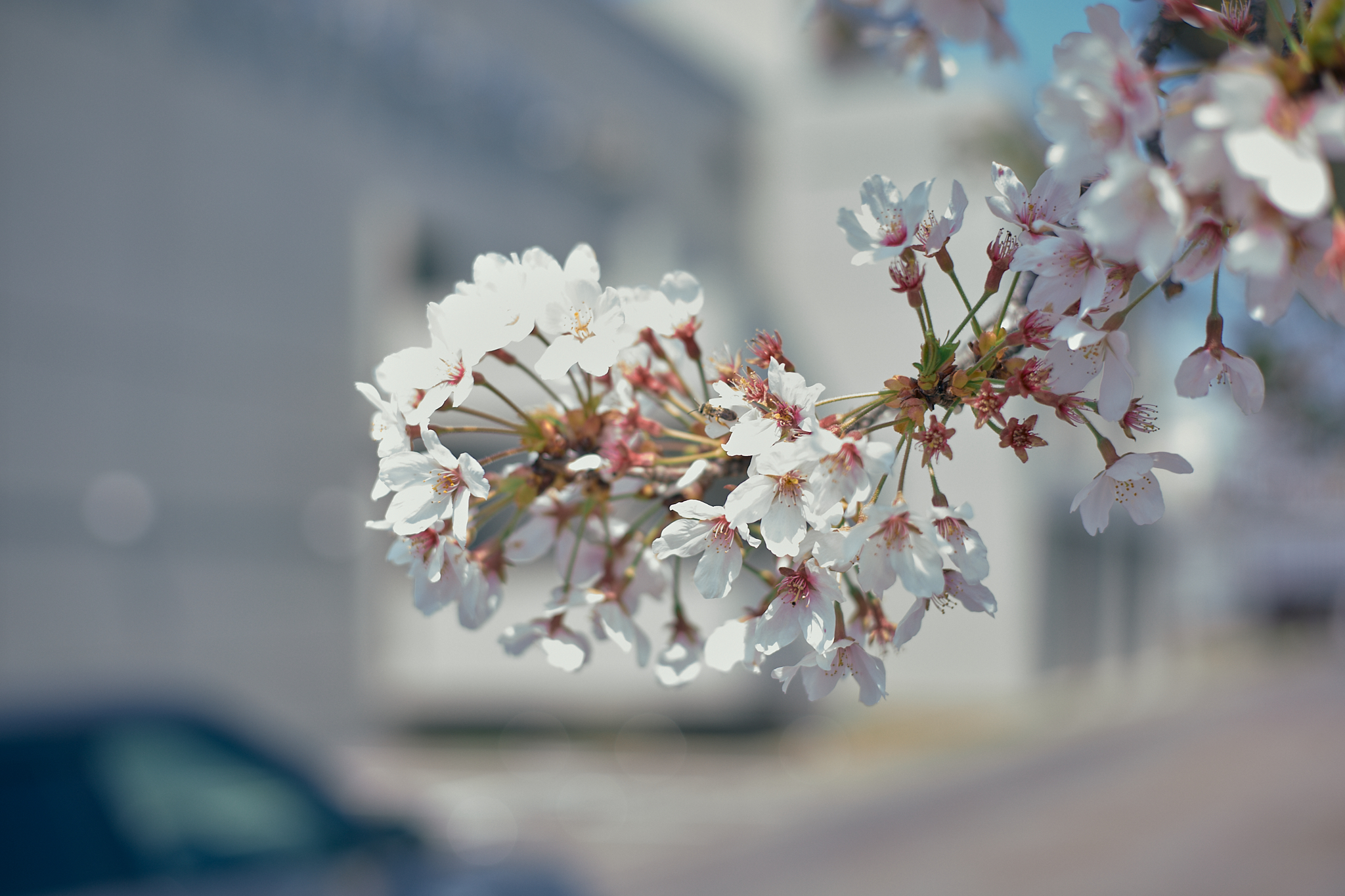 第69回年次大会 ひたちなかベストライオンズクラブ