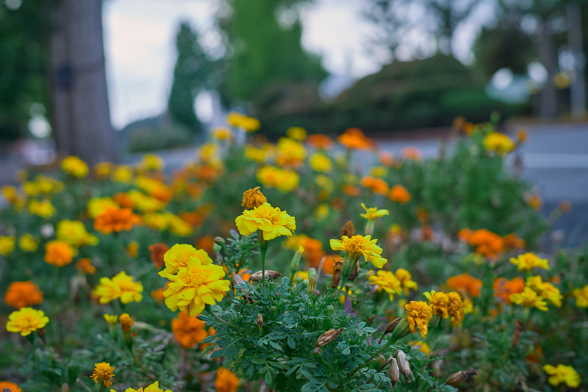 献血事業 ひたちなかベストライオンズクラブ