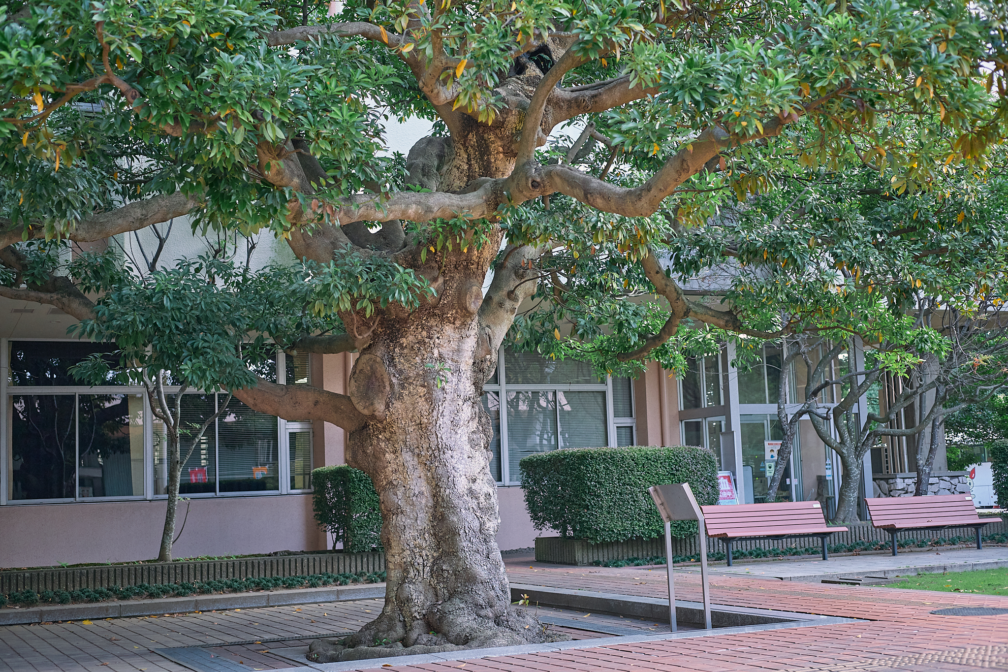 献血事業 ひたちなかベストライオンズクラブ