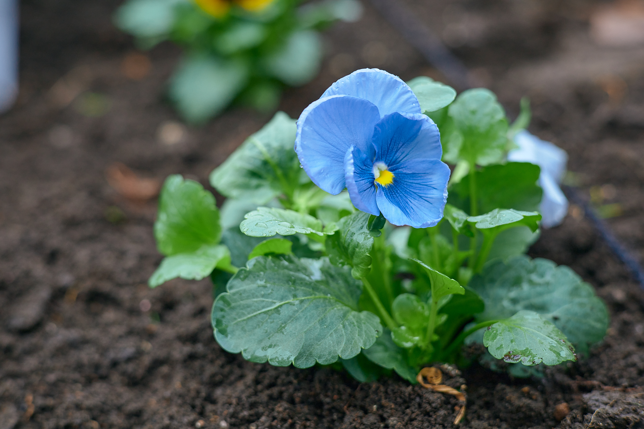駅前花壇花植え作業 ひたちなかベストライオンズクラブ
