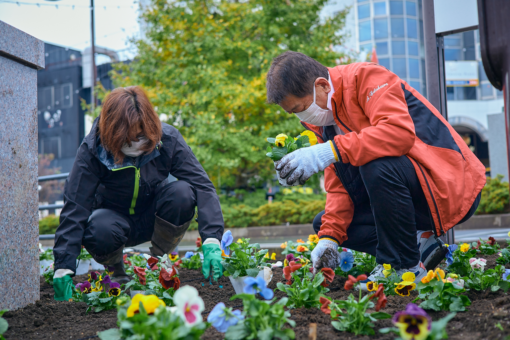 駅前花壇花植え作業 ひたちなかベストライオンズクラブ