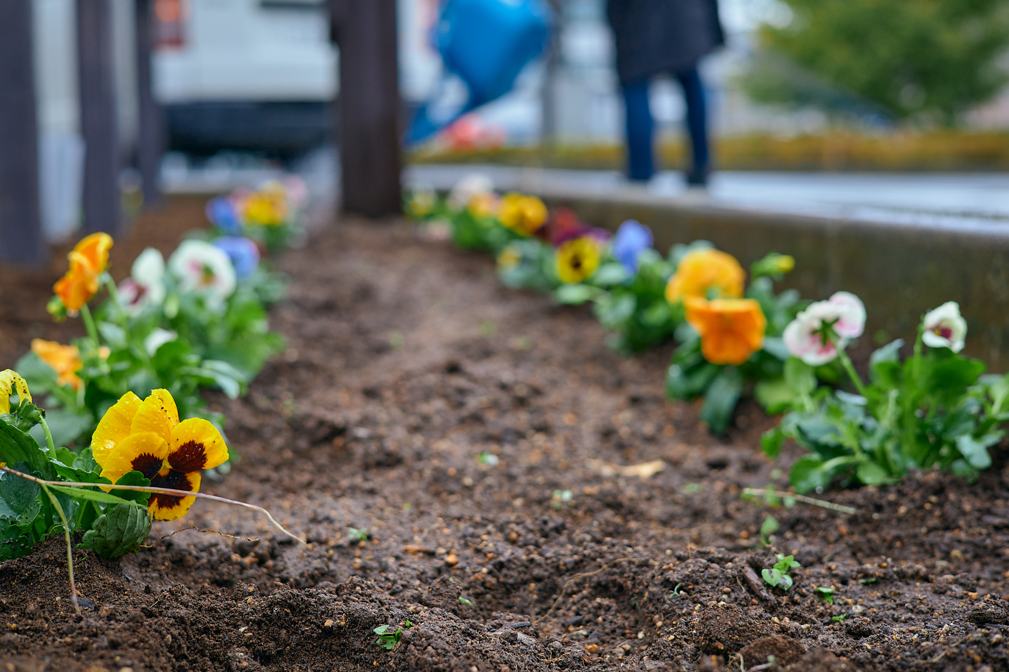 駅前花壇花植え作業 ひたちなかベストライオンズクラブ