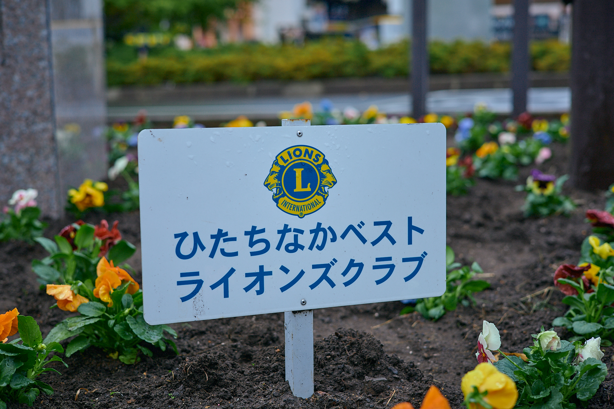 駅前花壇花植え作業 ひたちなかベストライオンズクラブ