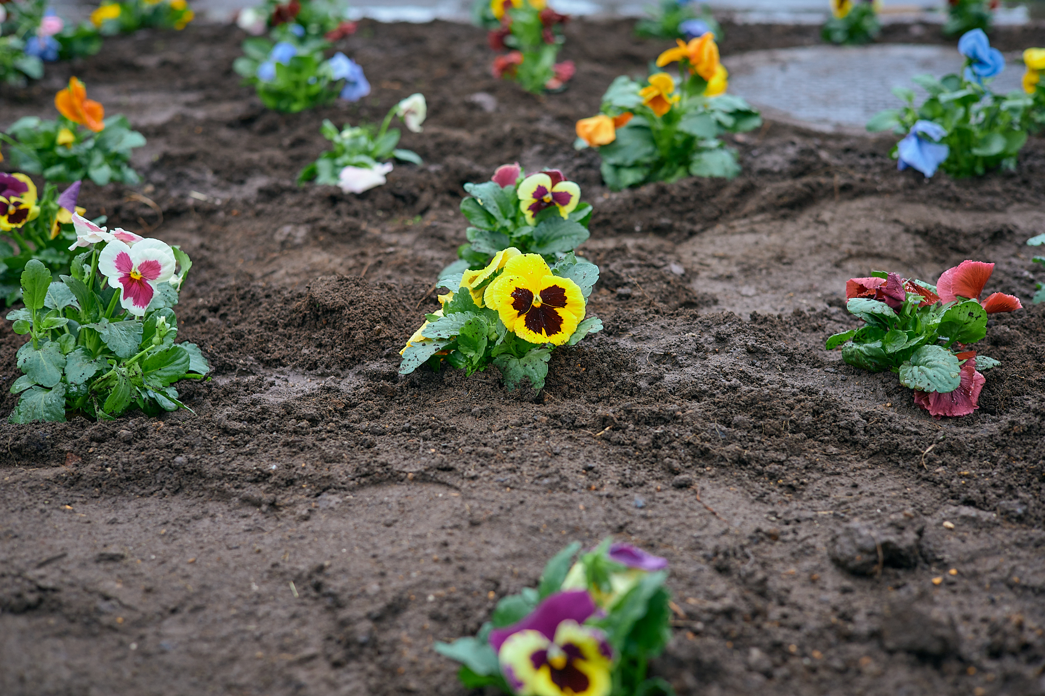 駅前花壇花植え作業 ひたちなかベストライオンズクラブ