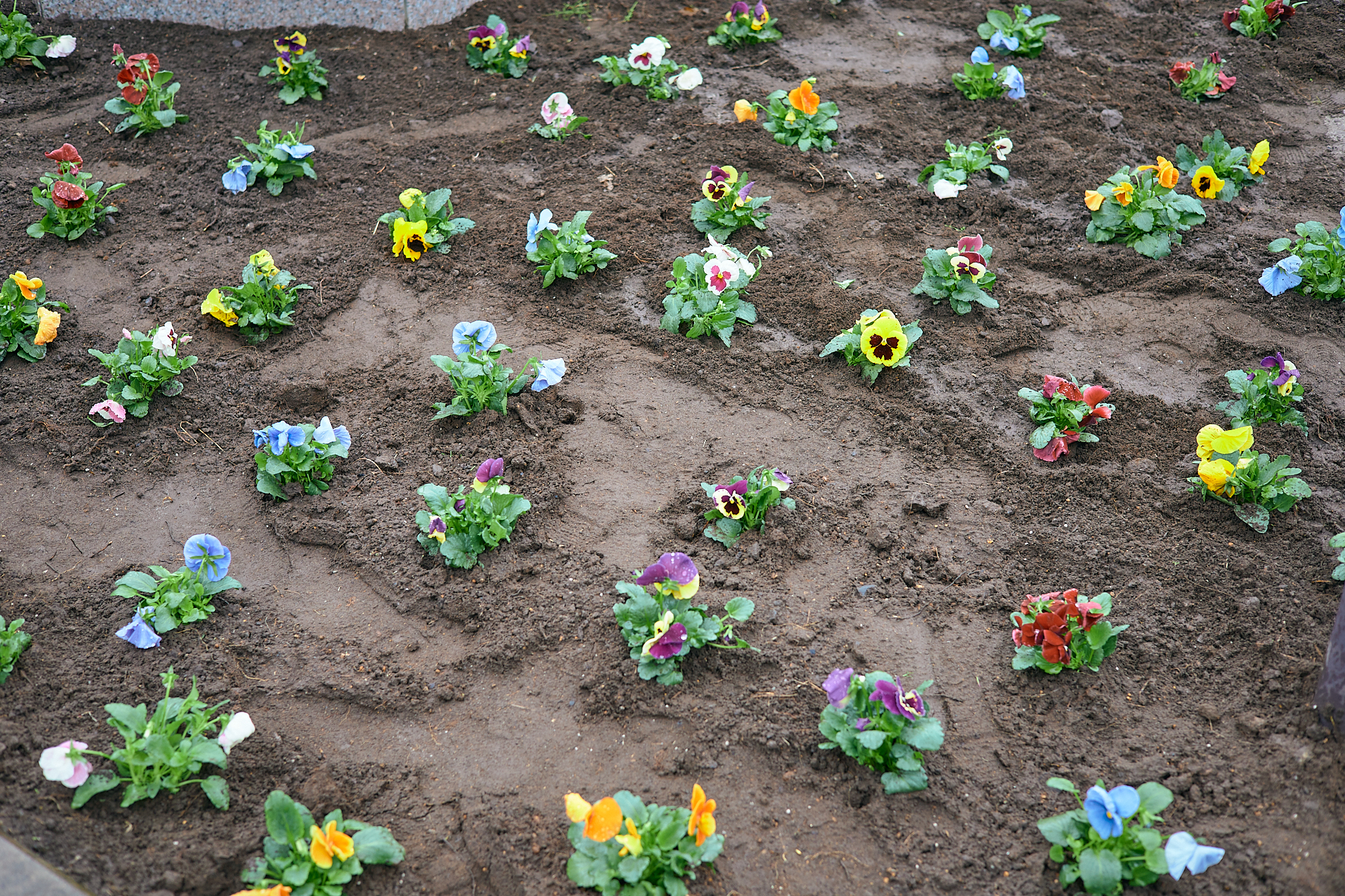 駅前花壇花植え作業 ひたちなかベストライオンズクラブ