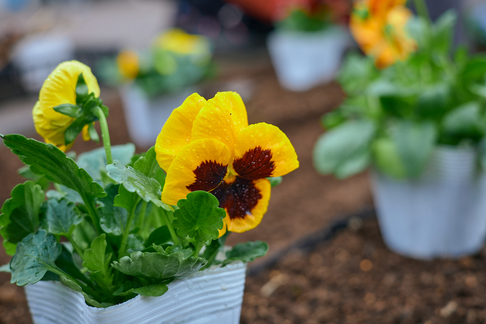 駅前花壇花植え作業 ひたちなかベストライオンズクラブ