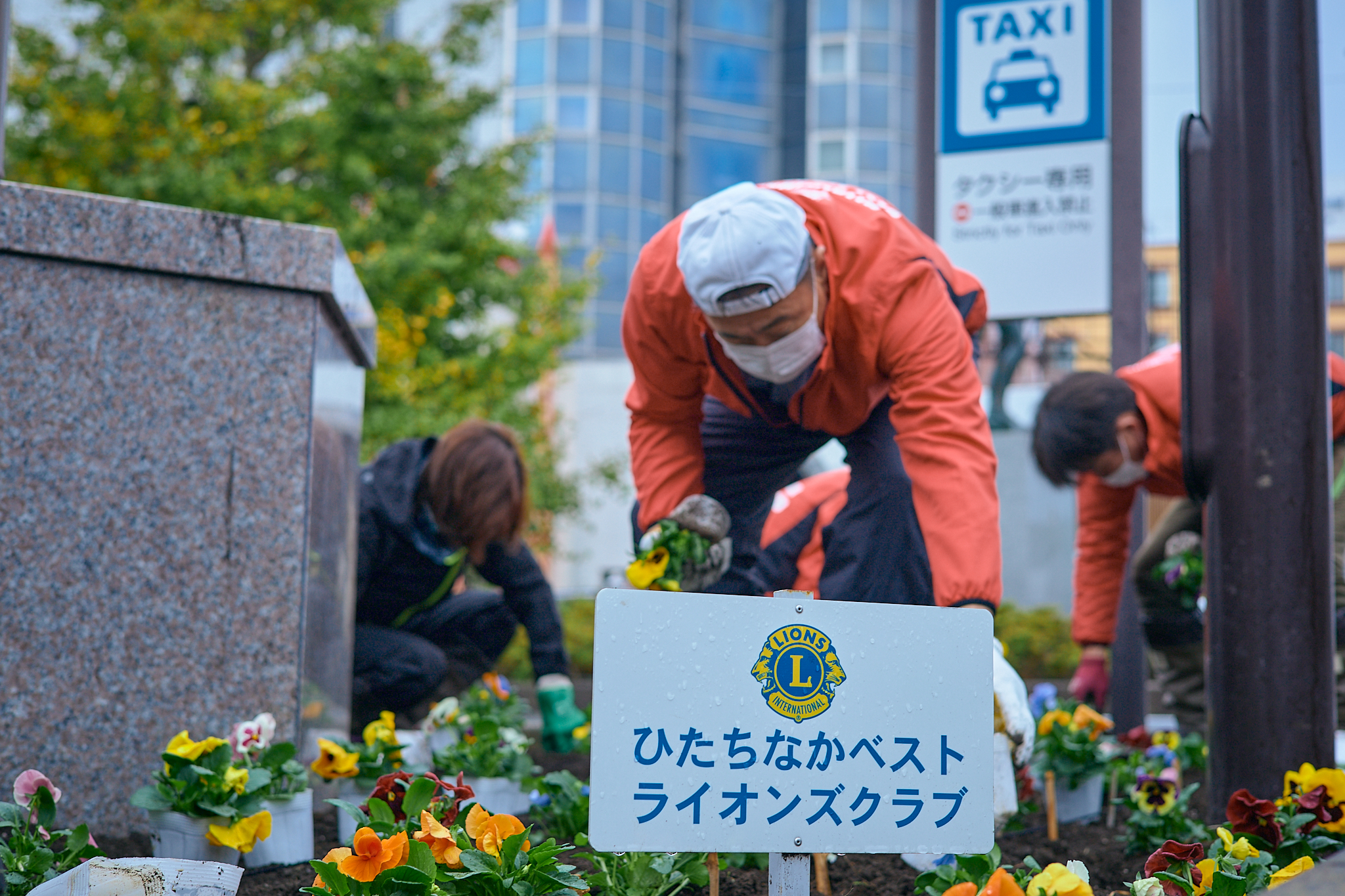 駅前花壇花植え作業 ひたちなかベストライオンズクラブ