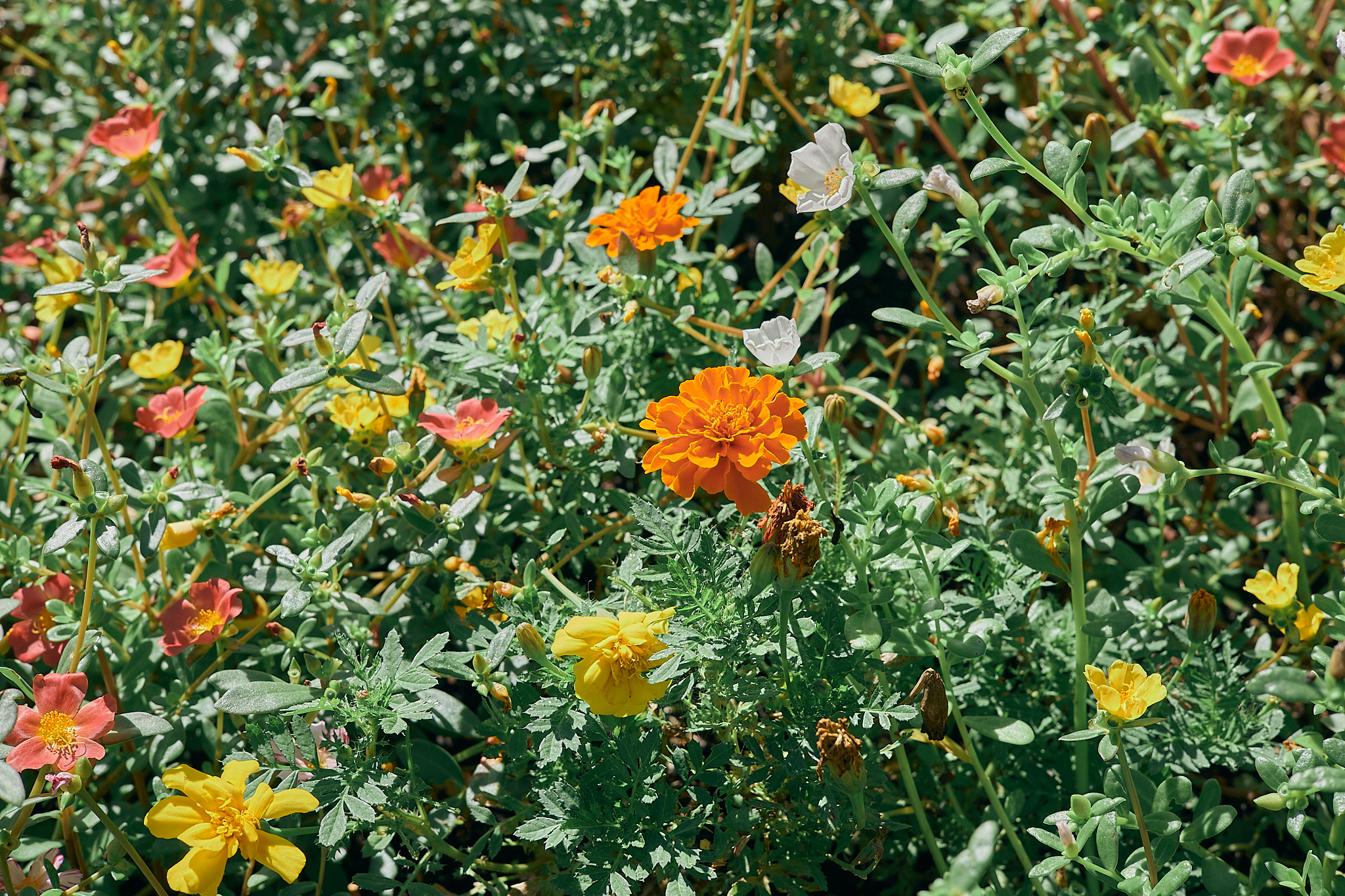 献血事業 ひたちなかベストライオンズクラブ 茨城 ひたちなか ライオンズクラブ