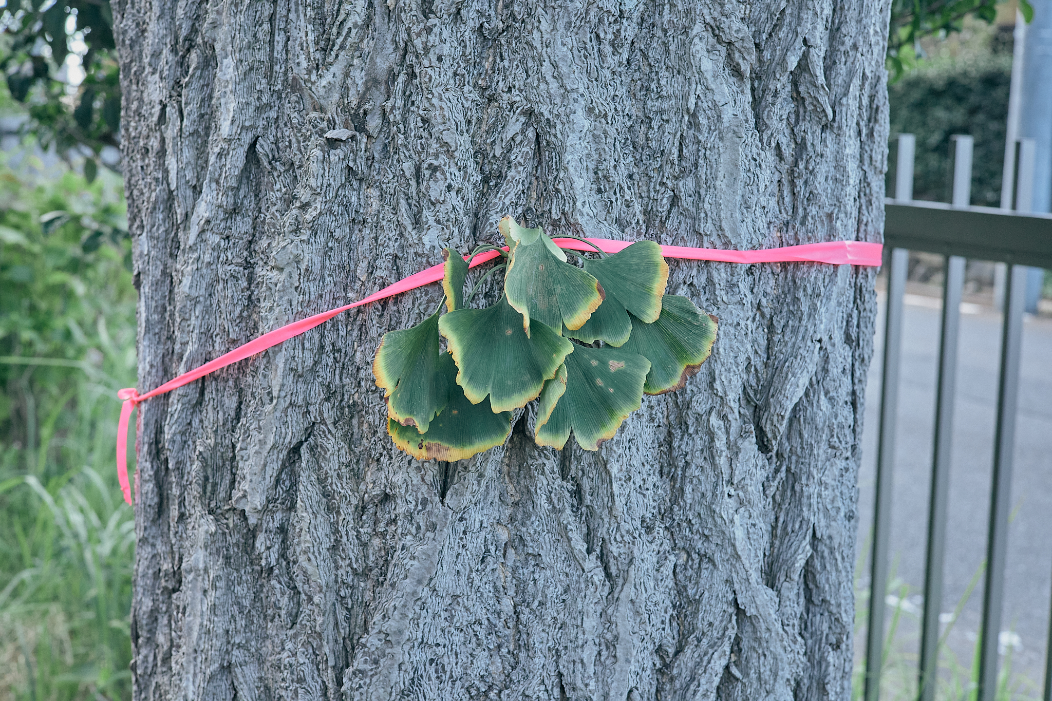 献血事業 ひたちなかベストライオンズクラブ 茨城 ひたちなか ライオンズクラブ