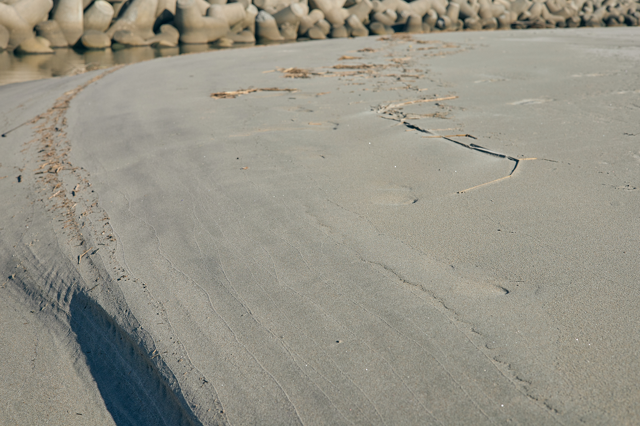 2Z合同アクティビティ（新川河口クリーン作戦）ひたちなかベストライオンズクラブ 茨城 ひたちなか 東海ライオンズクラブ