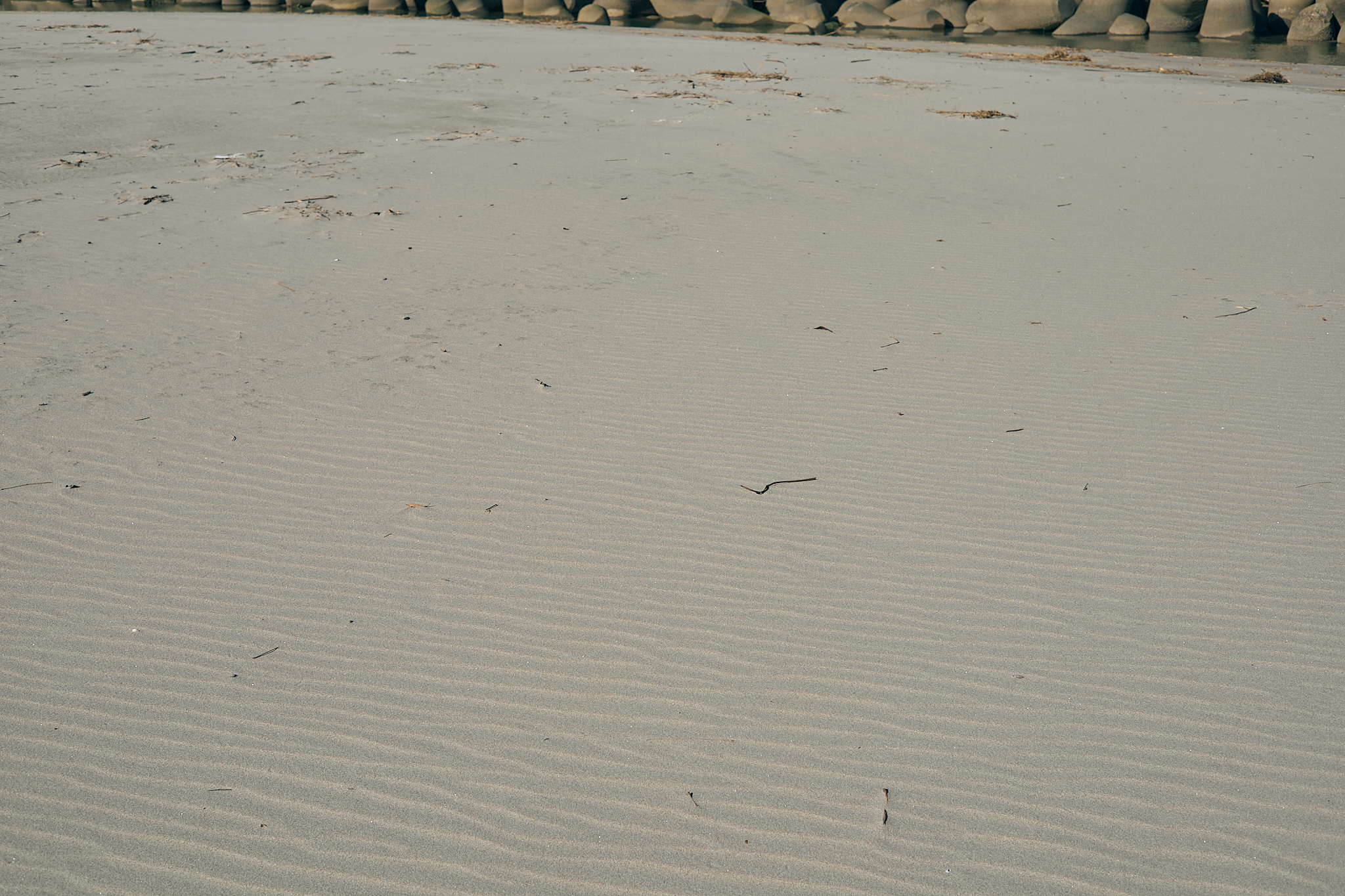 2Z合同アクティビティ（新川河口クリーン作戦）ひたちなかベストライオンズクラブ 茨城 ひたちなか 東海ライオンズクラブ