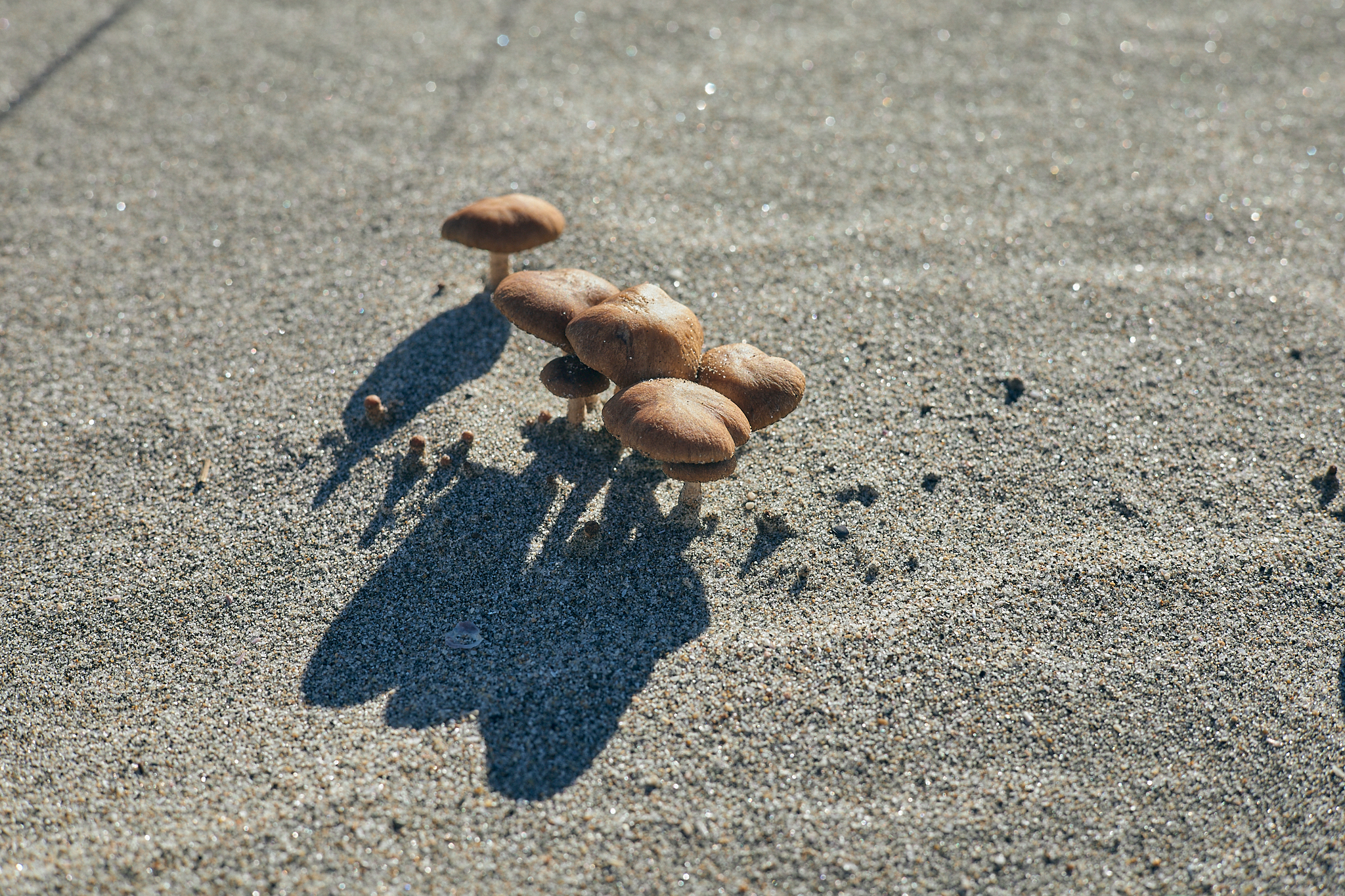 2Z合同アクティビティ（新川河口クリーン作戦）ひたちなかベストライオンズクラブ 茨城 ひたちなか 東海ライオンズクラブ