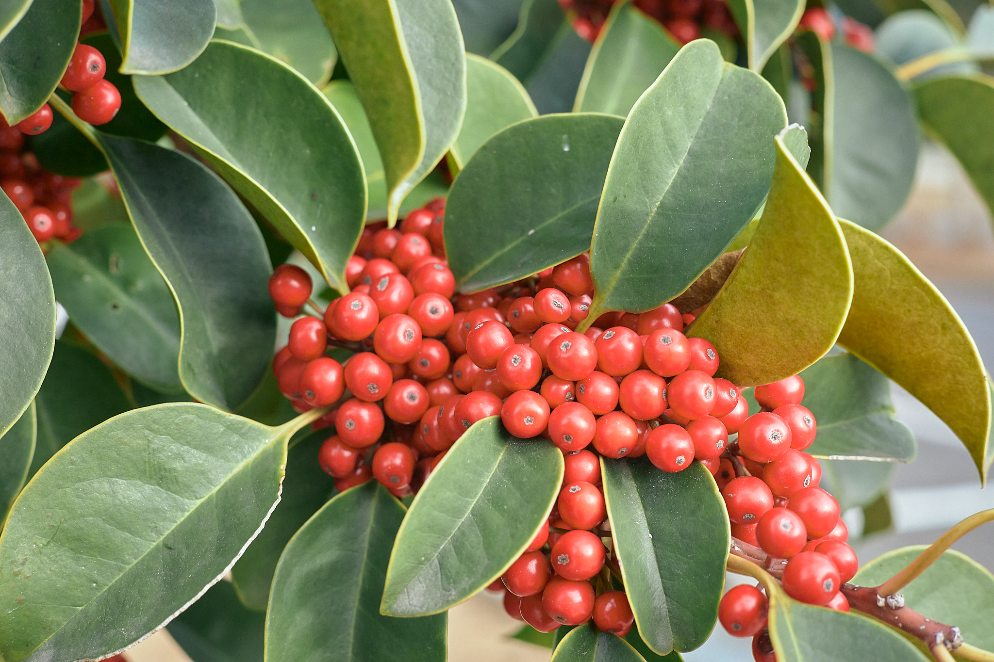 献血事業 ひたちなかベストライオンズクラブ 茨城 ひたちなか ライオンズクラブ