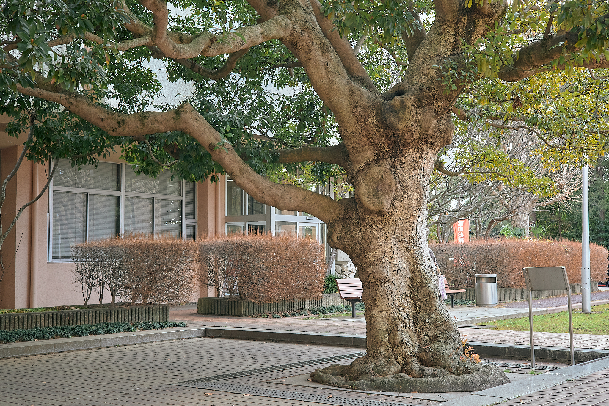 献血事業 ひたちなかベストライオンズクラブ 茨城 ひたちなか ライオンズクラブ