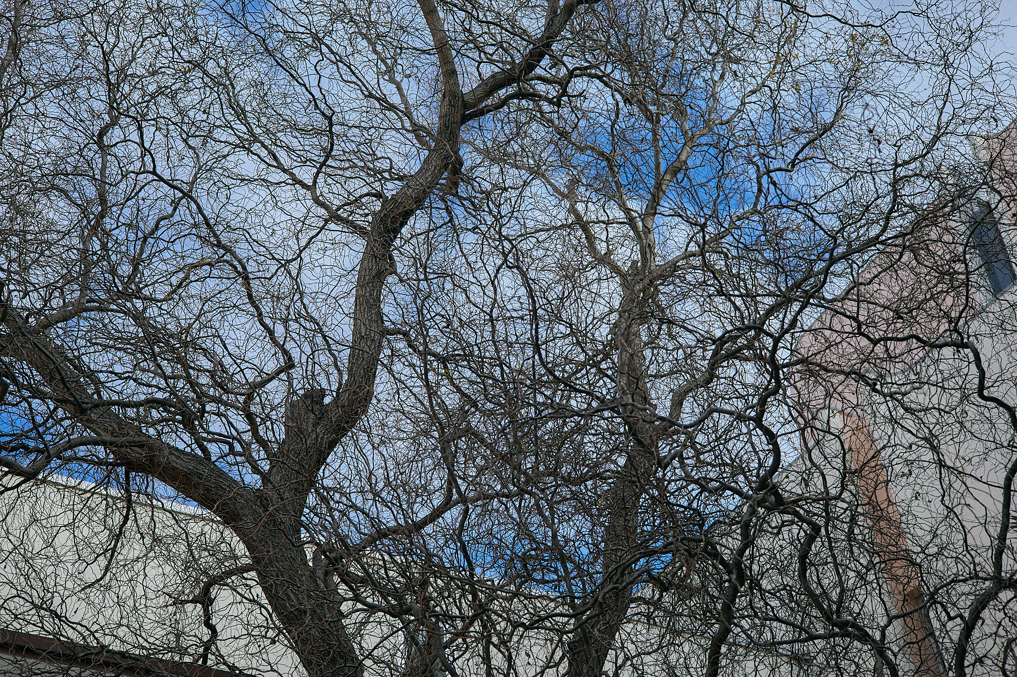 献血事業 ひたちなかベストライオンズクラブ 茨城 ひたちなか ライオンズクラブ