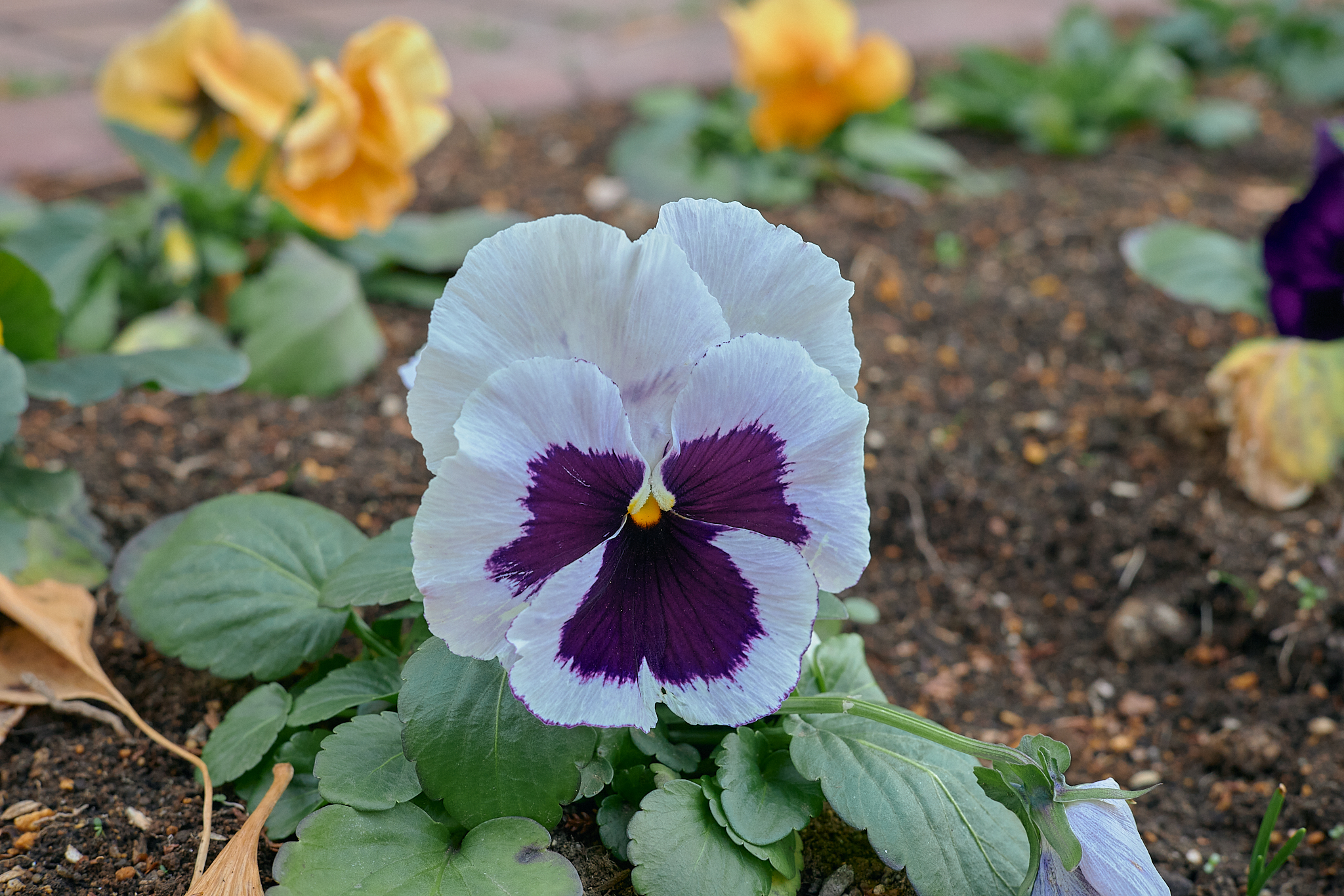 献血事業 ひたちなかベストライオンズクラブ 茨城 ひたちなか ライオンズクラブ