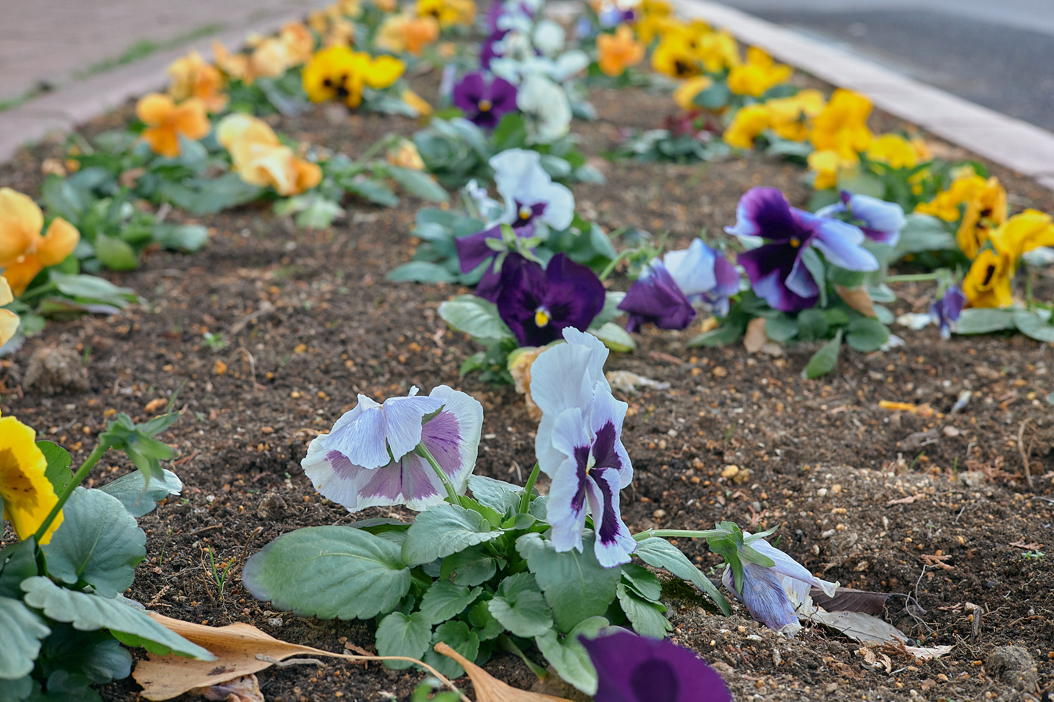 献血事業 ひたちなかベストライオンズクラブ 茨城 ひたちなか ライオンズクラブ
